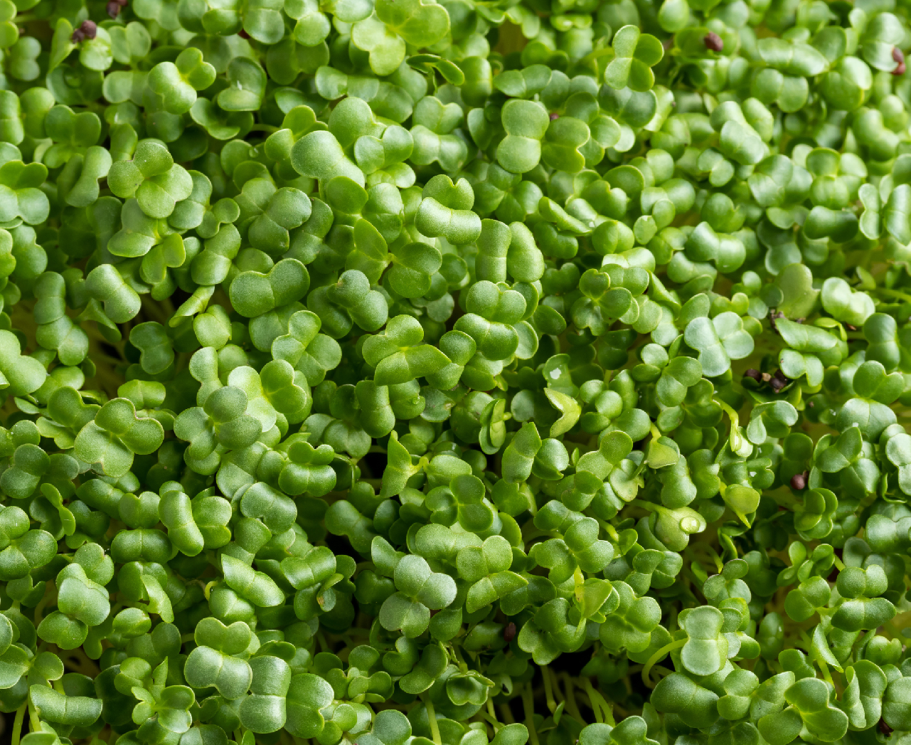 Tiny Greens Brokolice - čerstvé microgreens Množství: 100g