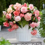Begonie Flamenca Begonie Splendide 2 ks
