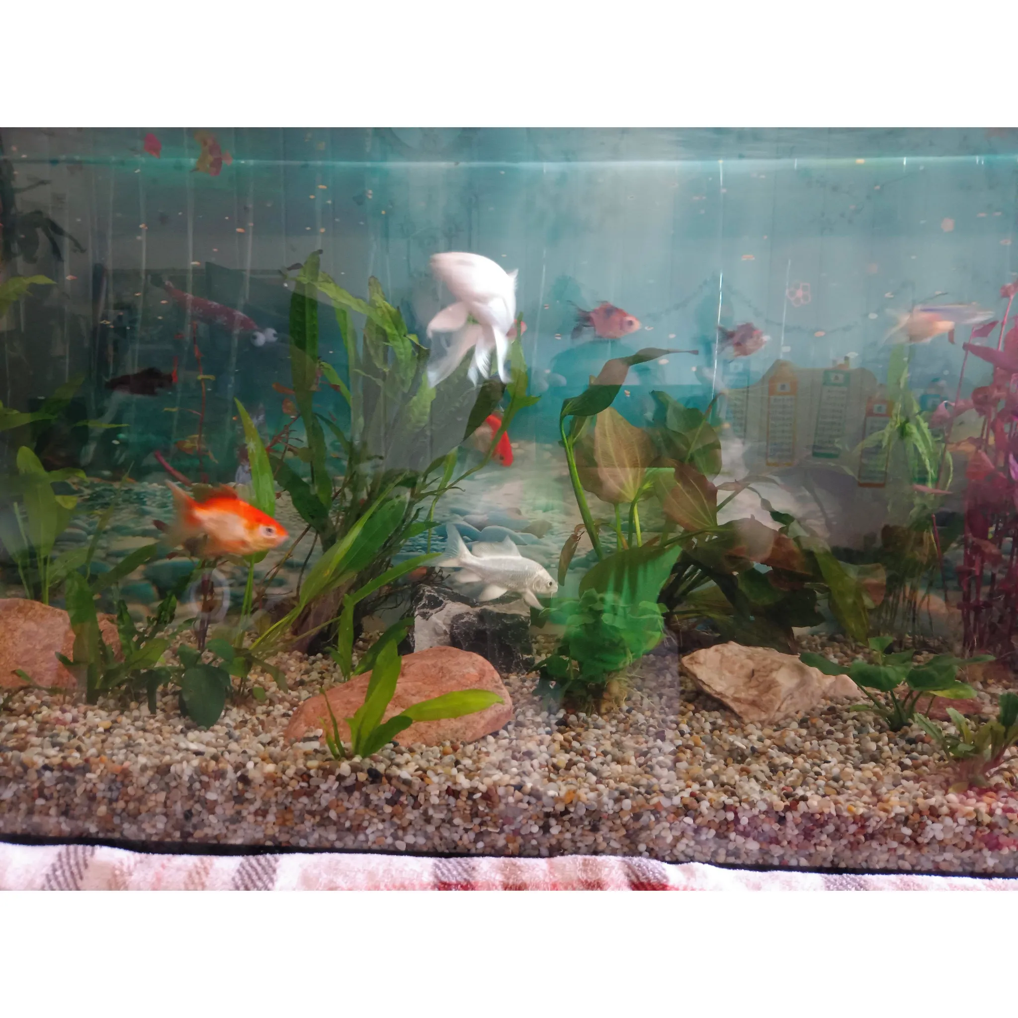 Fotografie 3 - Filtrační náplň do akvária Aquael CarboMax Plus filtrační náplň 1 l