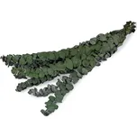 Stabilizovaný eukalyptus svazek 45 cm…