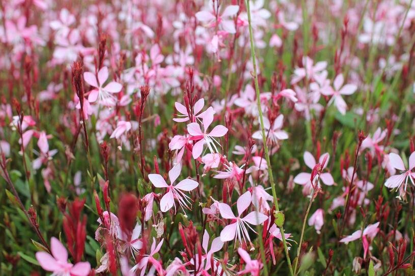 Svíčkovec 'Butterfly Appleblossom' - Gaura lindheimeri 'Butterfly Appleblossom' Květník o průměru 9 cm