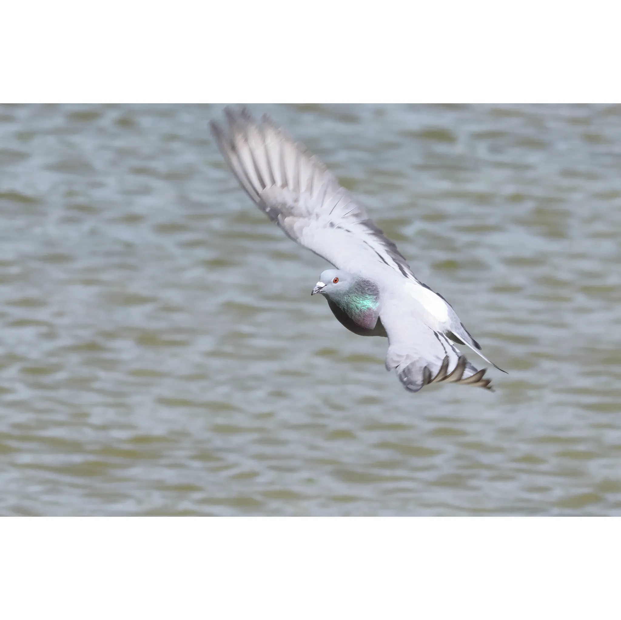 Fotografie 12 - Objektiv Canon RF 100-400 mm f/5,6-8 IS USM