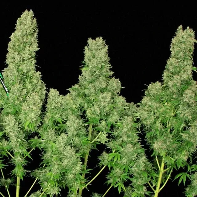 Natural Seeds White Russian (Feminizovaná semena White Russian)