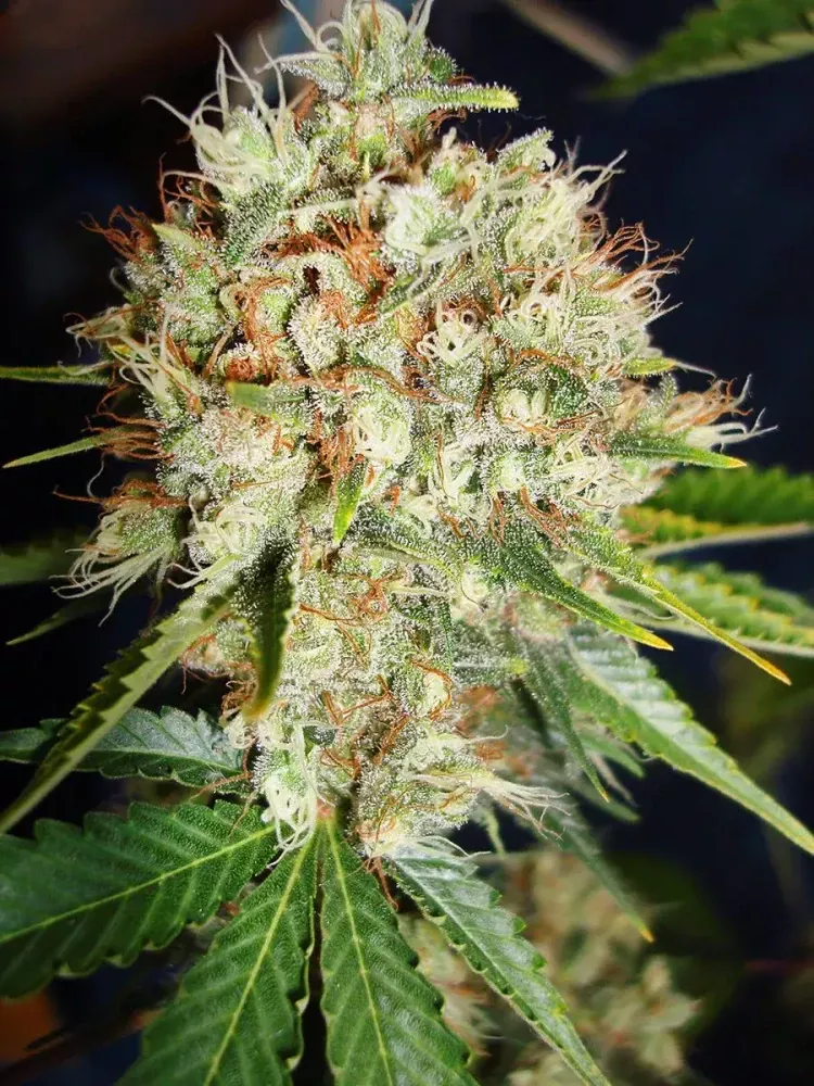 Ministry of Cannabis Big Bud XXL (Feminizovaná semena Big Bud XXL)