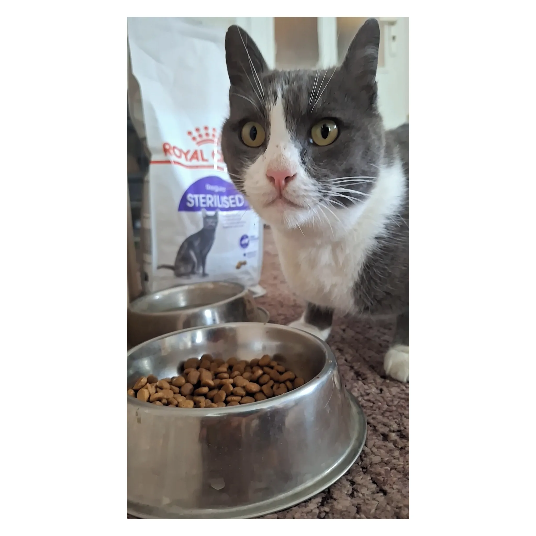 Fotografie 9 - Krmivo pro kočku Royal Canin Regular Sterilised 37 2 kg