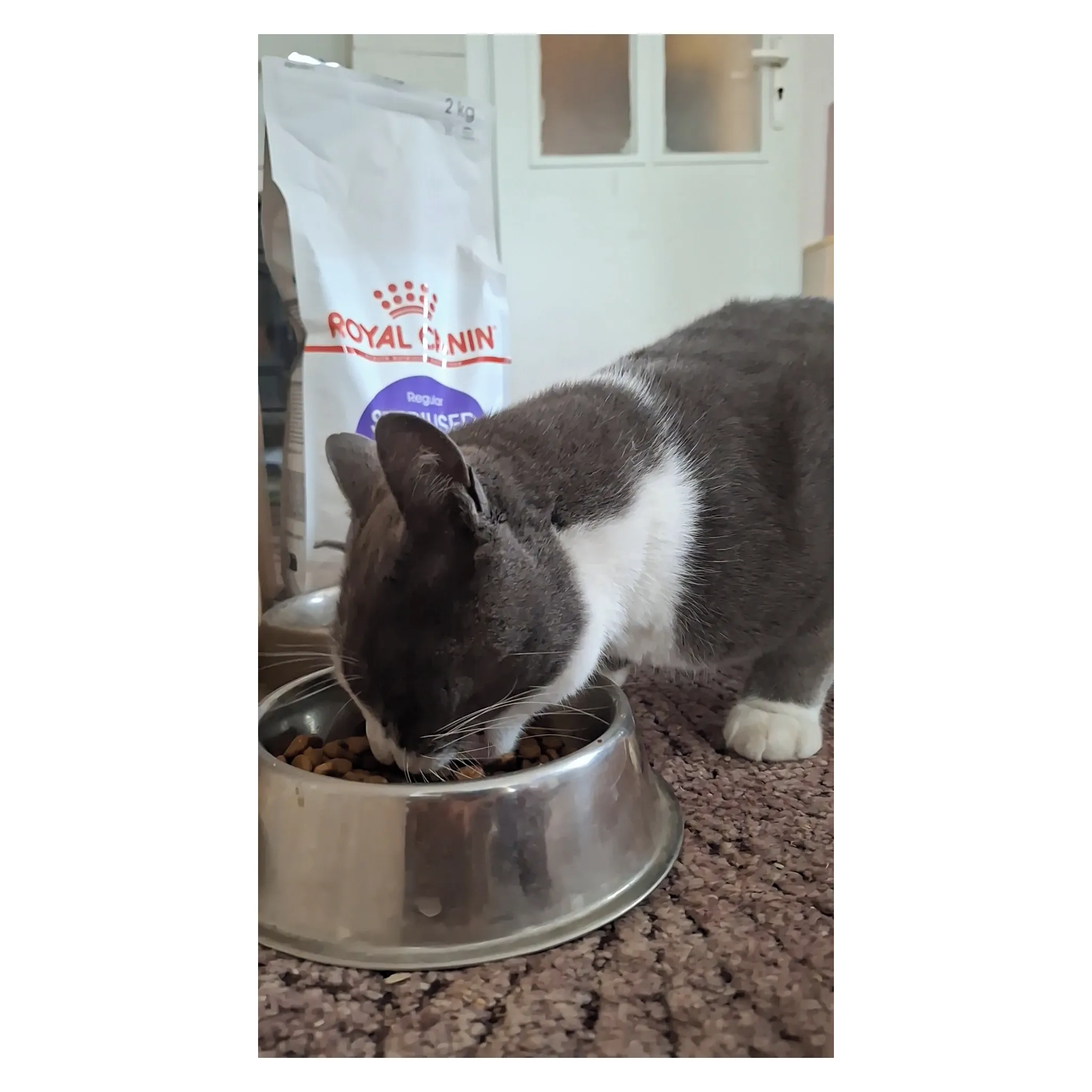 Fotografie 10 - Krmivo pro kočku Royal Canin Regular Sterilised 37 2 kg