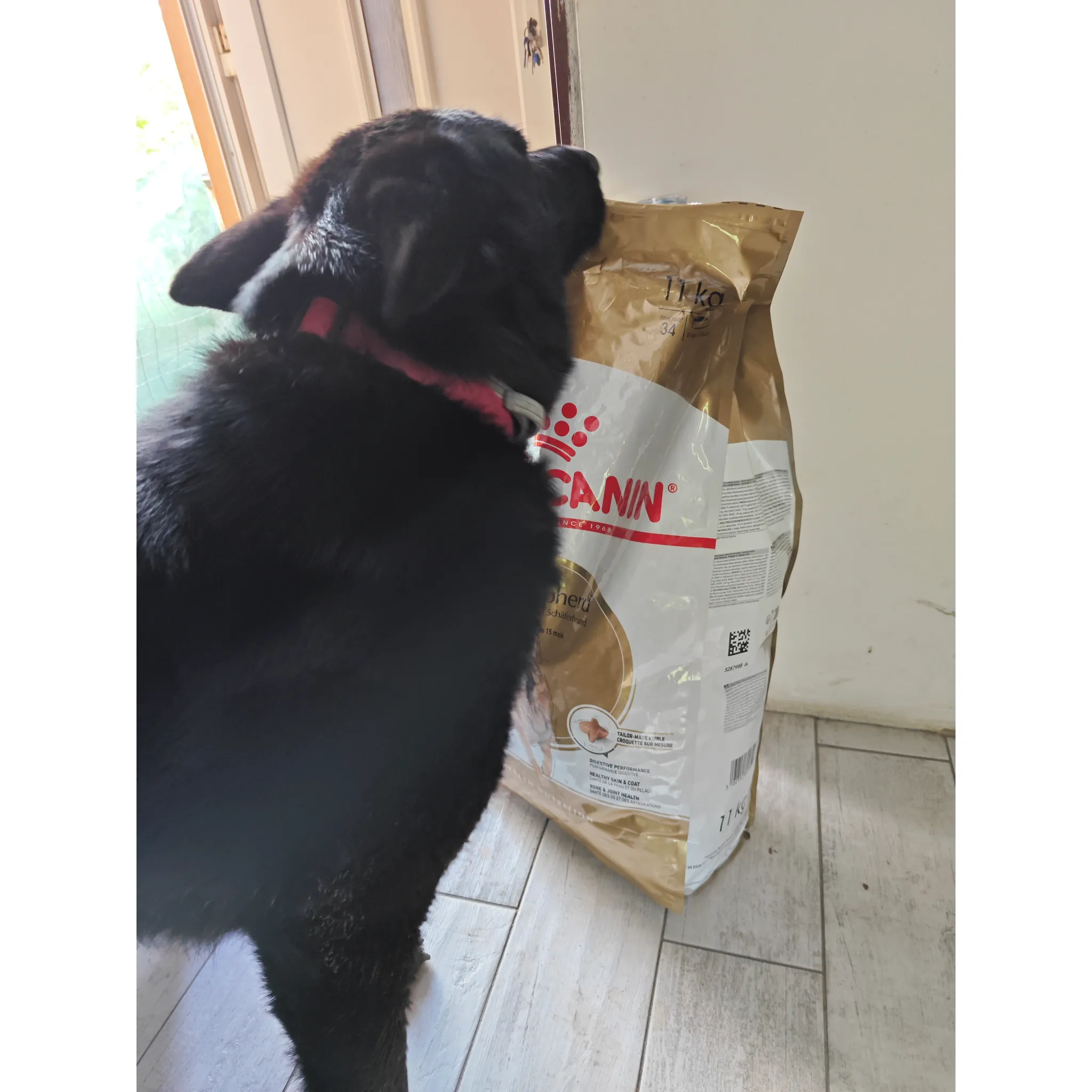Fotografie 8 - Krmivo pro psa Royal Canin German Shepherd Adult 11 kg