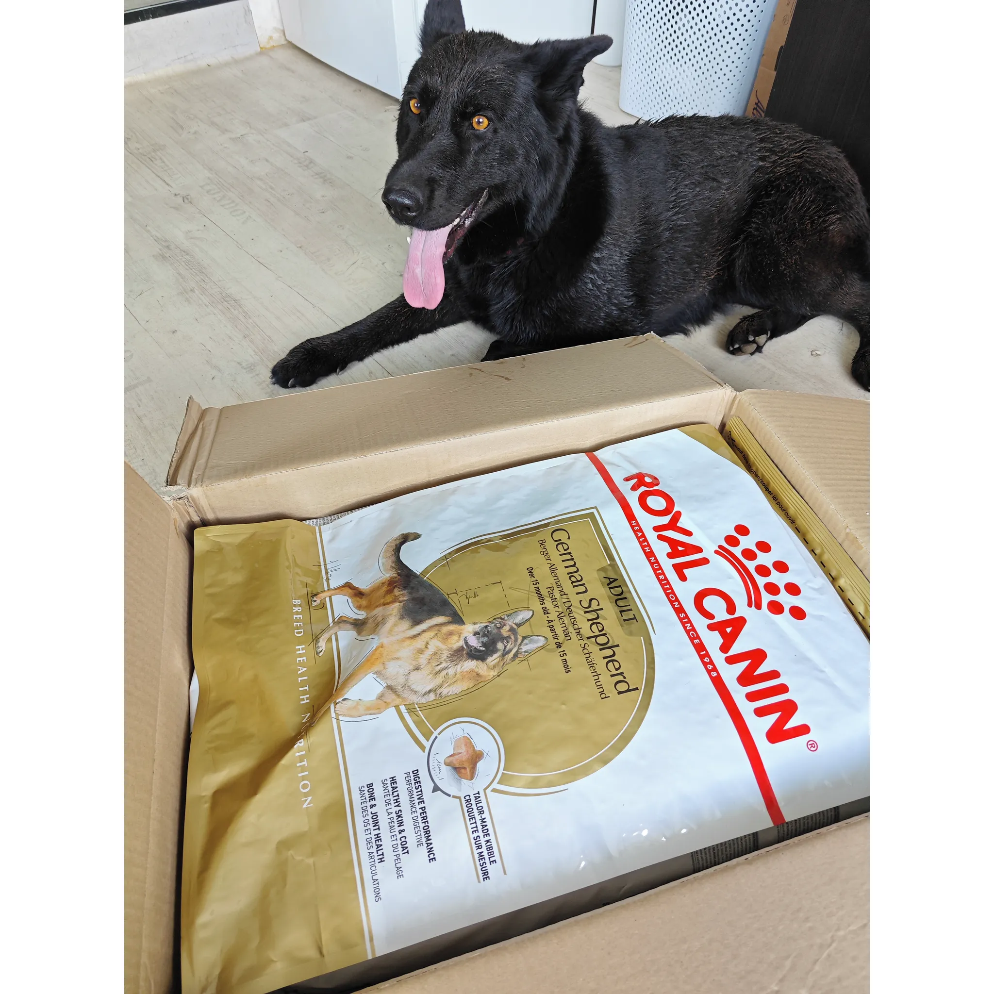 Fotografie 9 - Krmivo pro psa Royal Canin German Shepherd Adult 11 kg