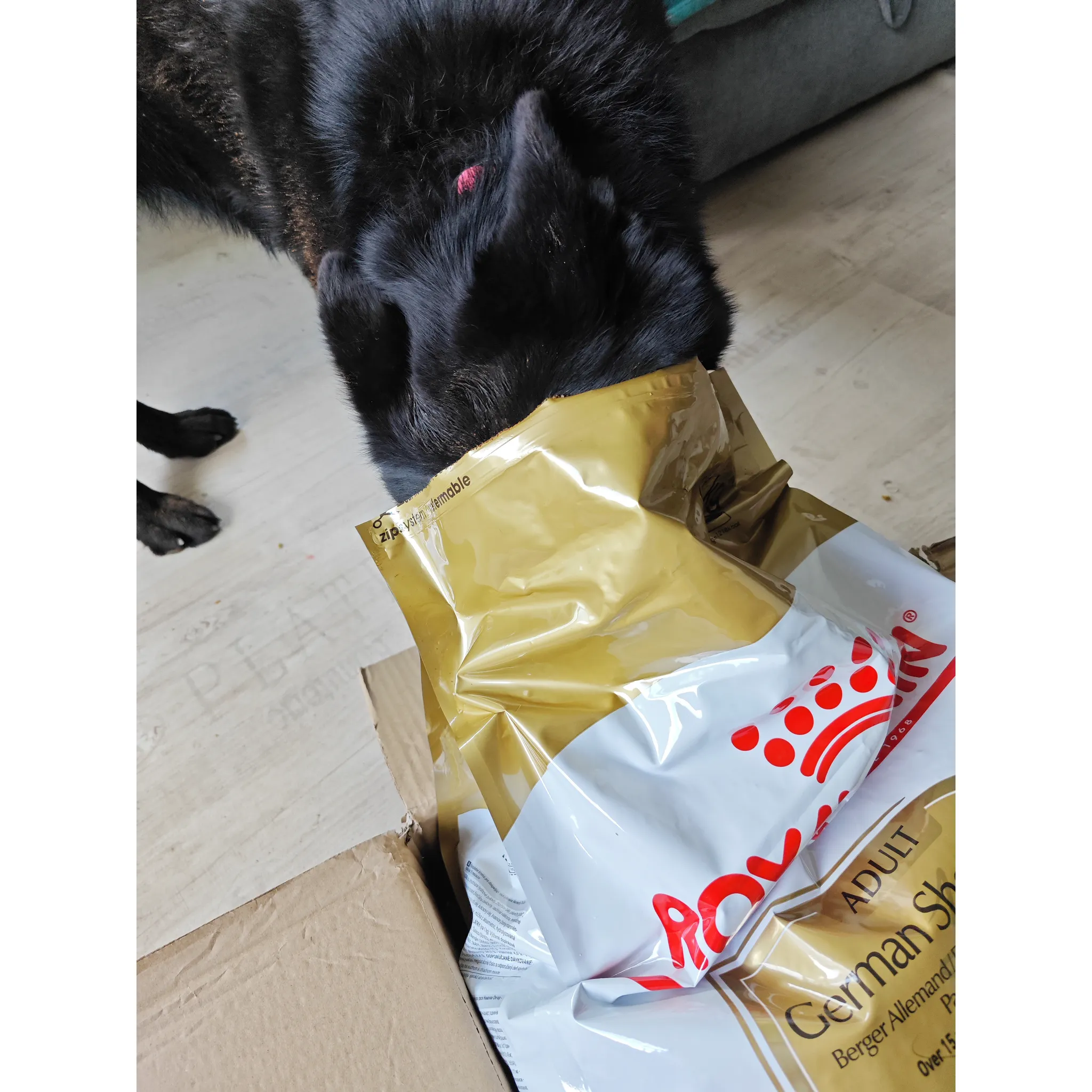 Fotografie 10 - Krmivo pro psa Royal Canin German Shepherd Adult 11 kg