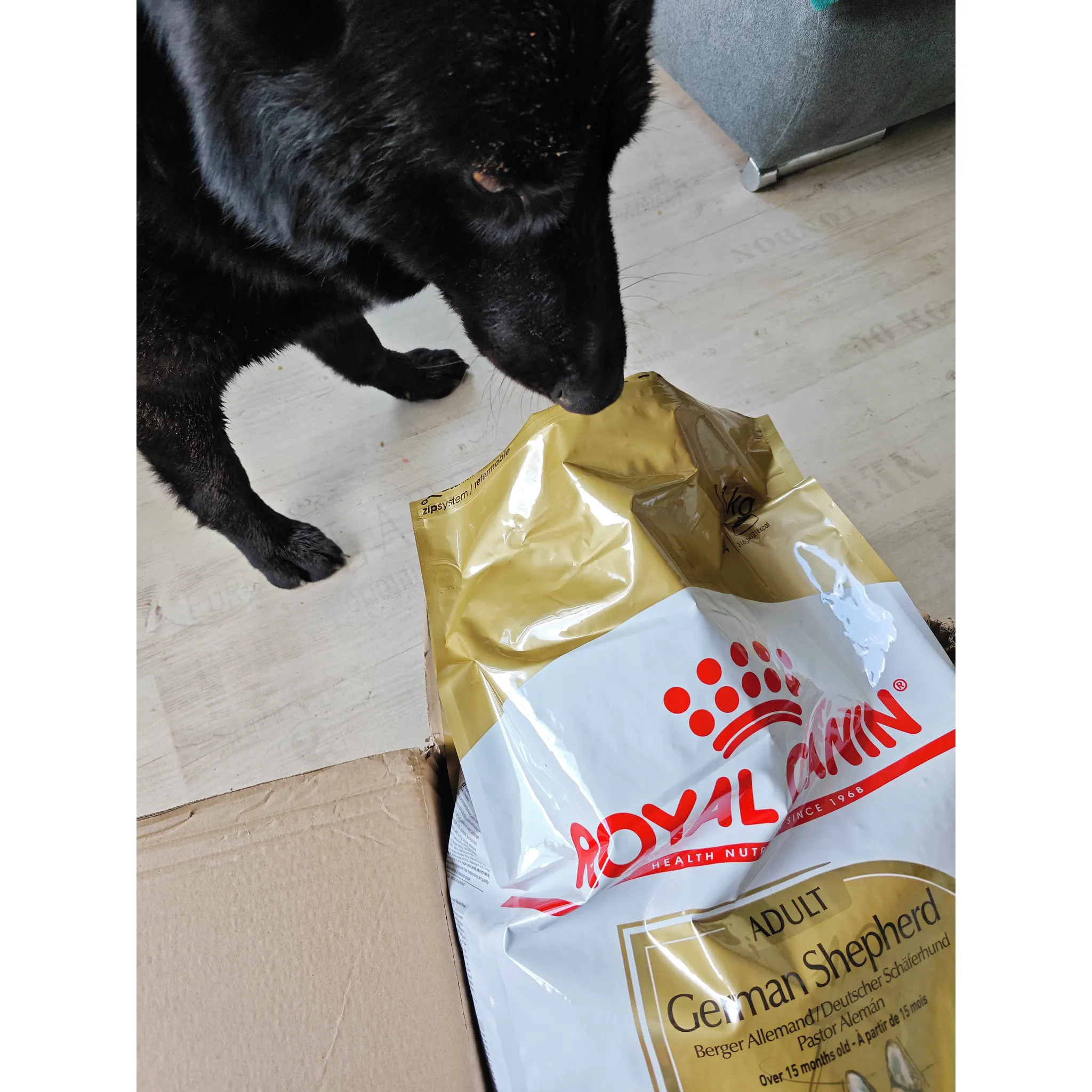 Fotografie 11 - Krmivo pro psa Royal Canin German Shepherd Adult 11 kg