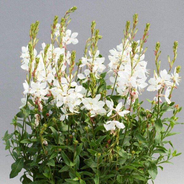 Svíčkovec 'Giggles White' - Gaura lindheimeri 'Giggles White' Kontejner o objemu 3 litry 3 ks