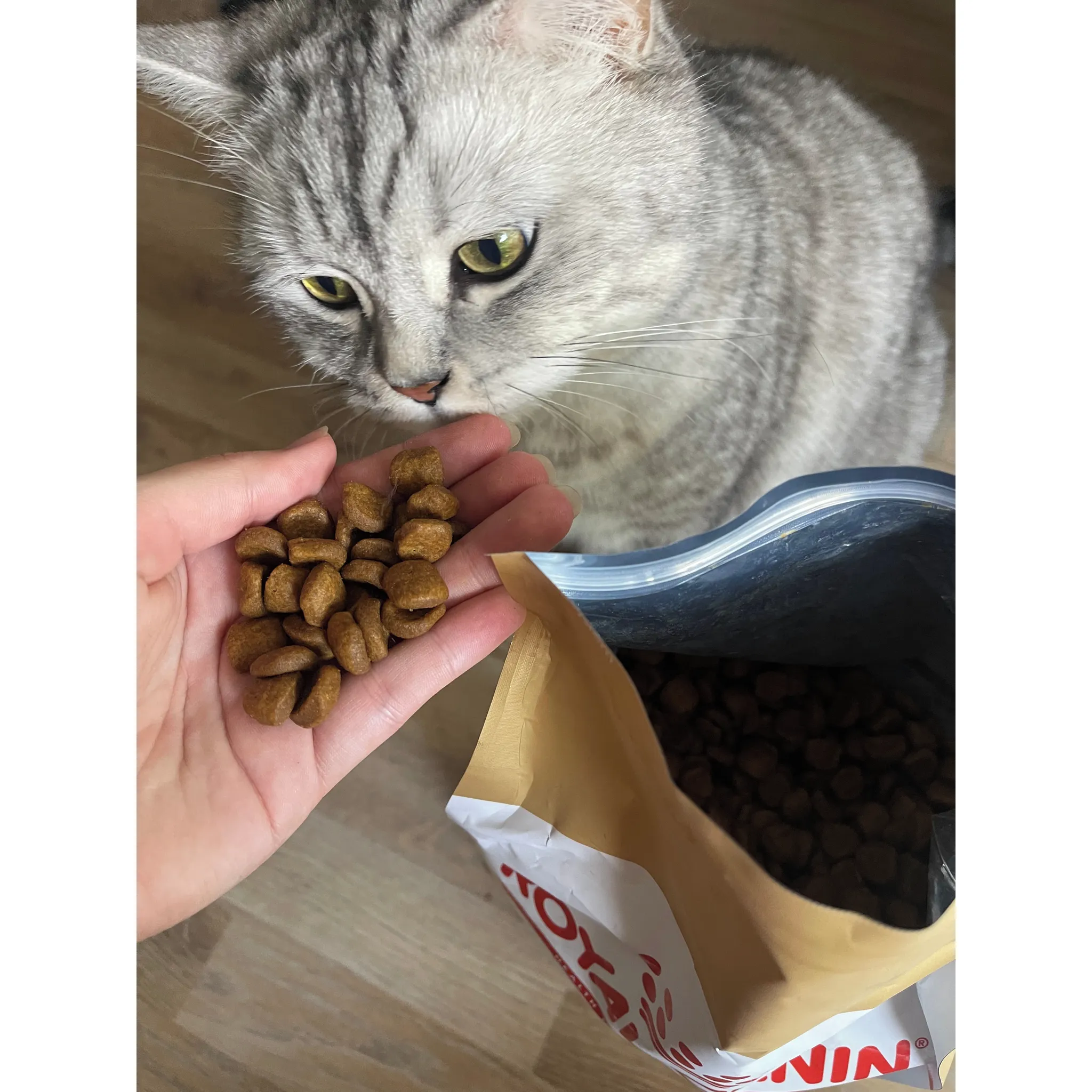Fotografie 9 - Krmivo pro kočku Royal Canin British Shorthair Adult granule 2 kg