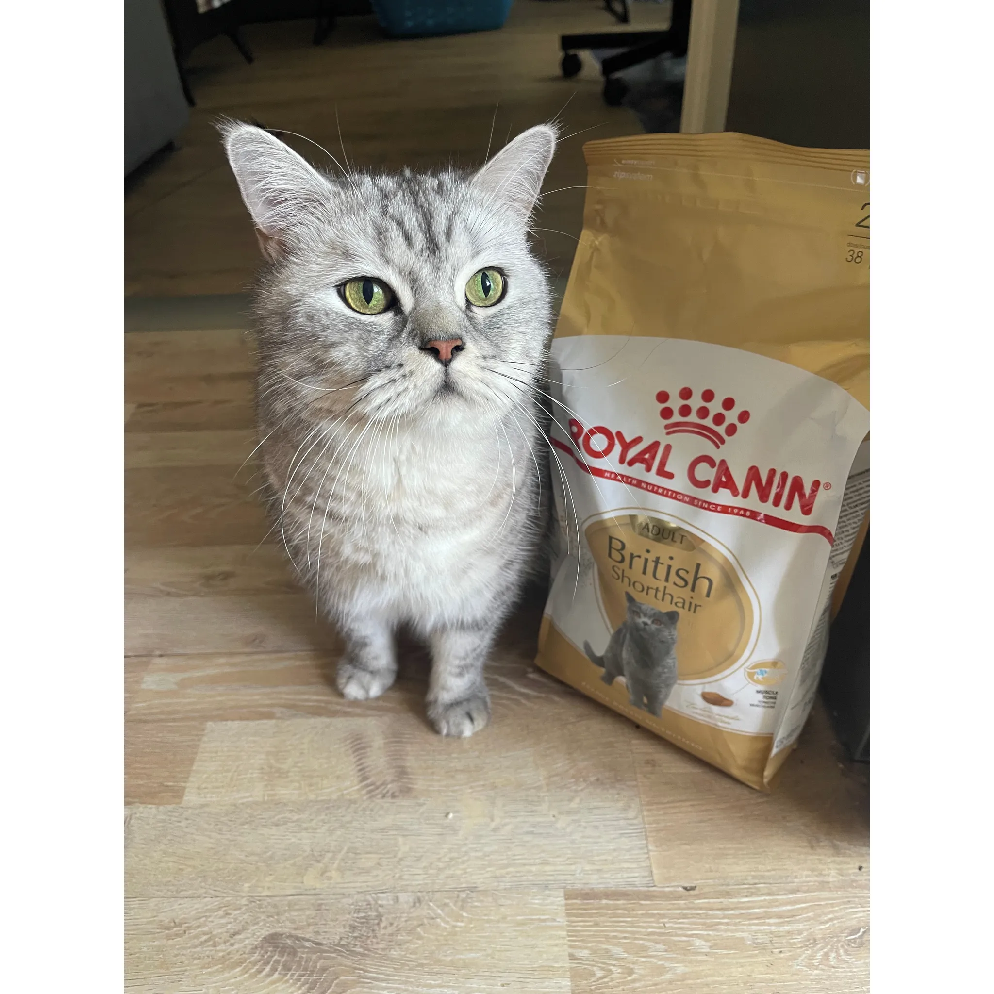 Fotografie 10 - Krmivo pro kočku Royal Canin British Shorthair Adult granule 2 kg