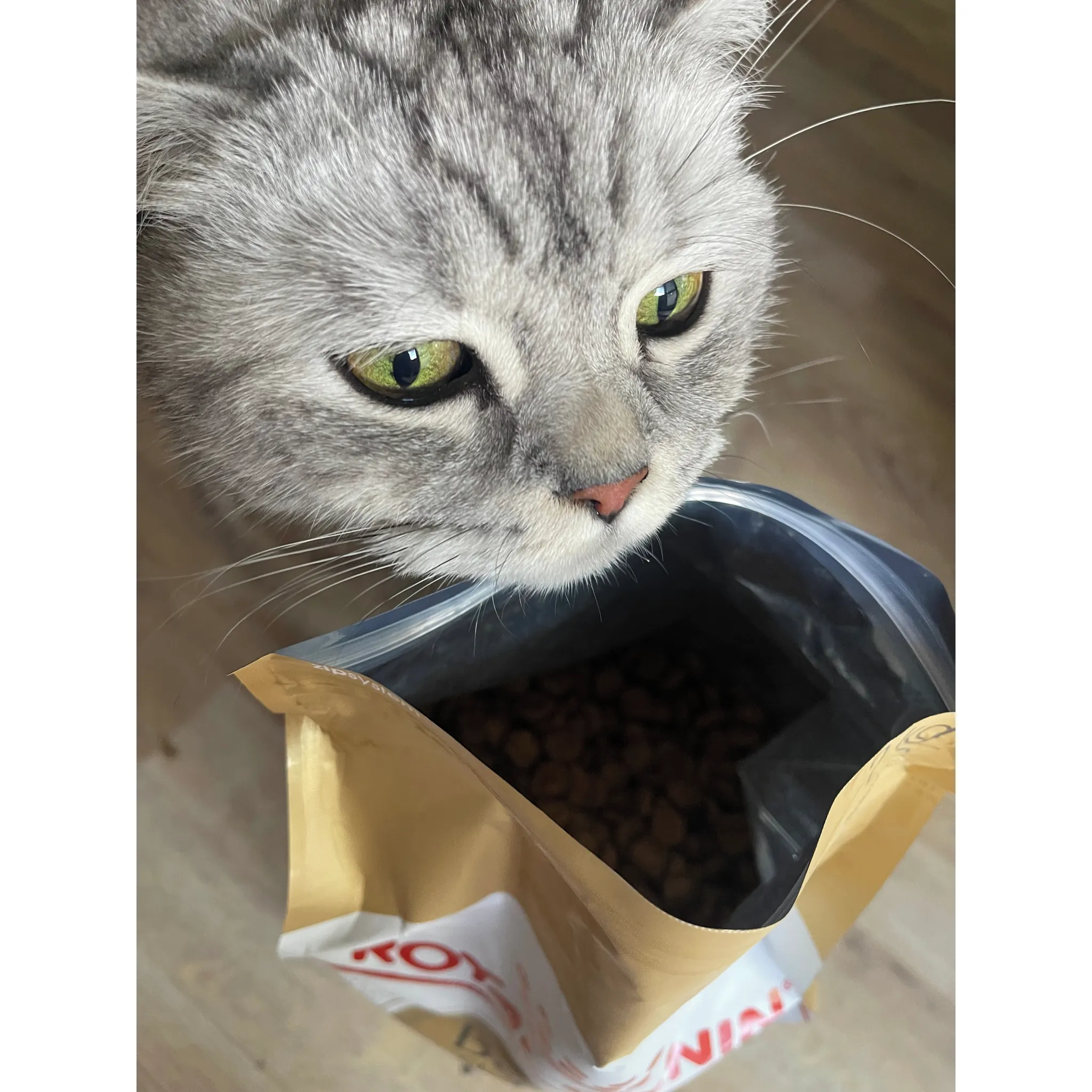 Fotografie 8 - Krmivo pro kočku Royal Canin British Shorthair Adult granule 2 kg