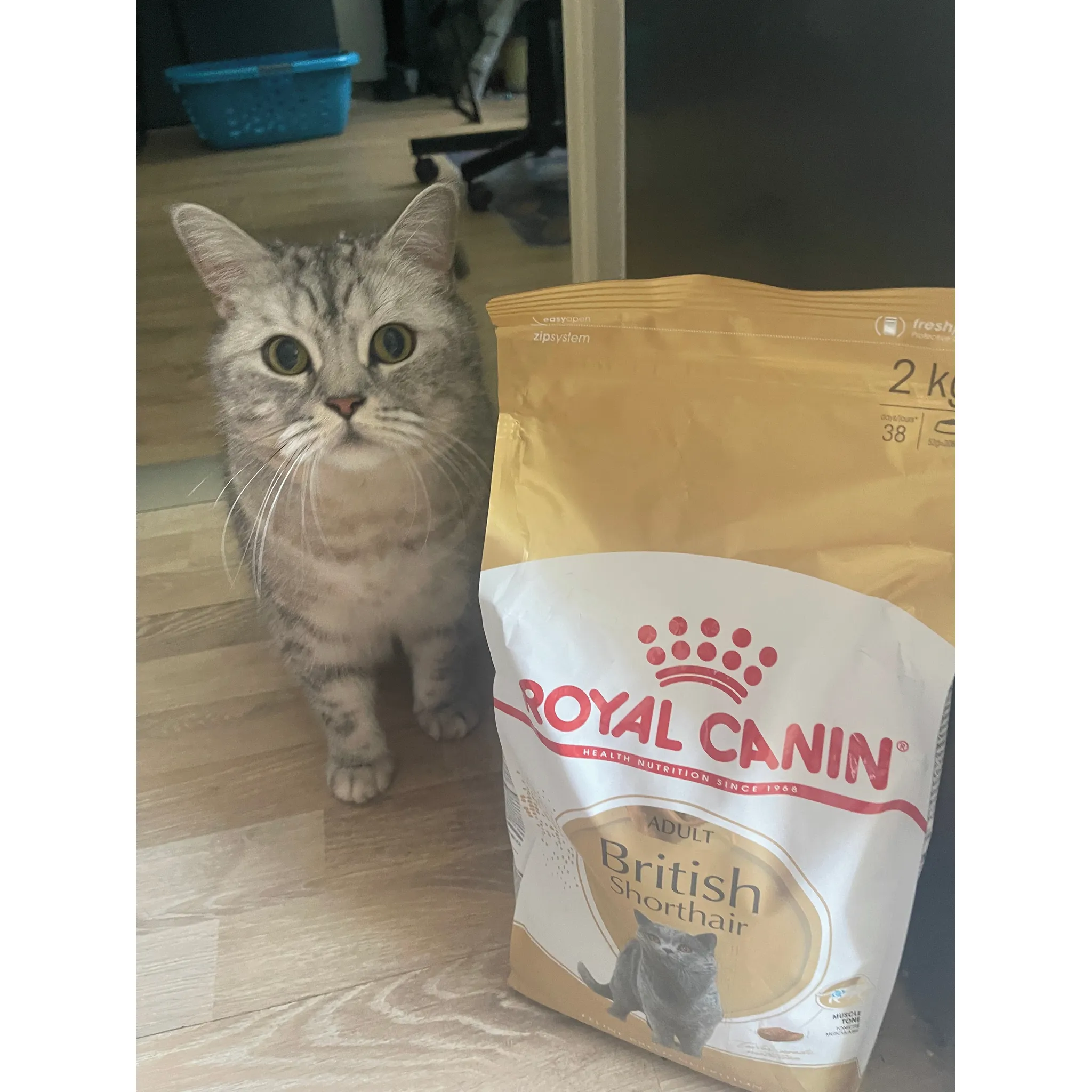 Fotografie 7 - Krmivo pro kočku Royal Canin British Shorthair Adult granule 2 kg