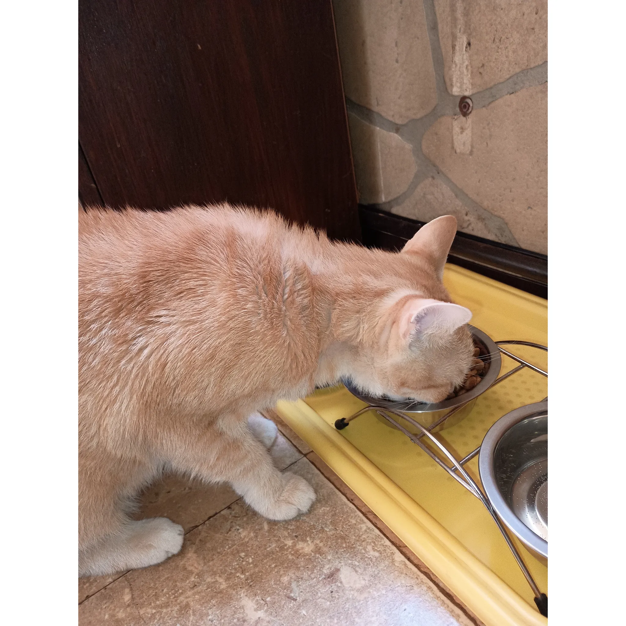 Fotografie 2 - Krmivo pro kočku Royal Canin Ageing Sterilised 11 Plus 4 kg