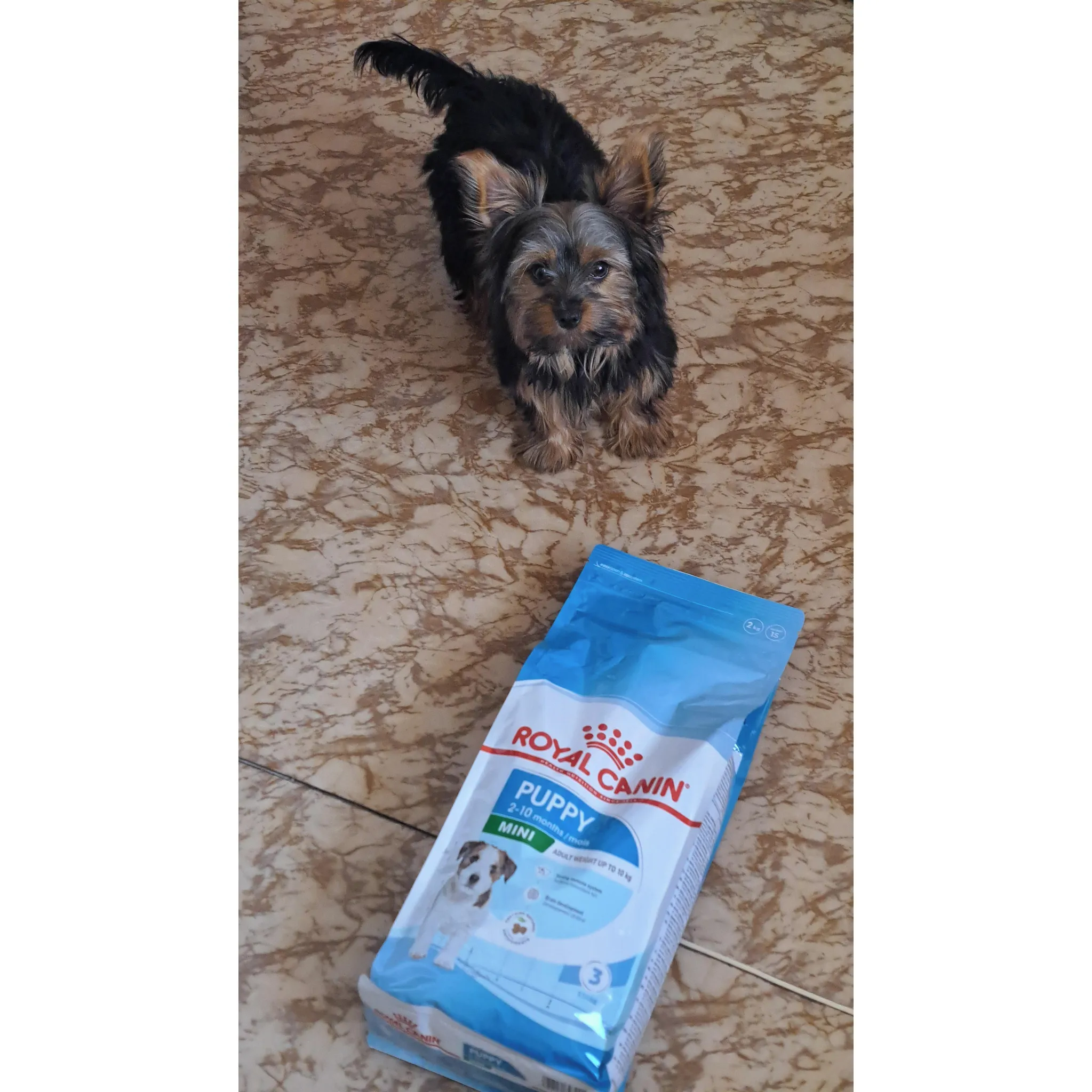 Fotografie 6 - Krmivo pro psa Royal Canin Mini Puppy 2 kg