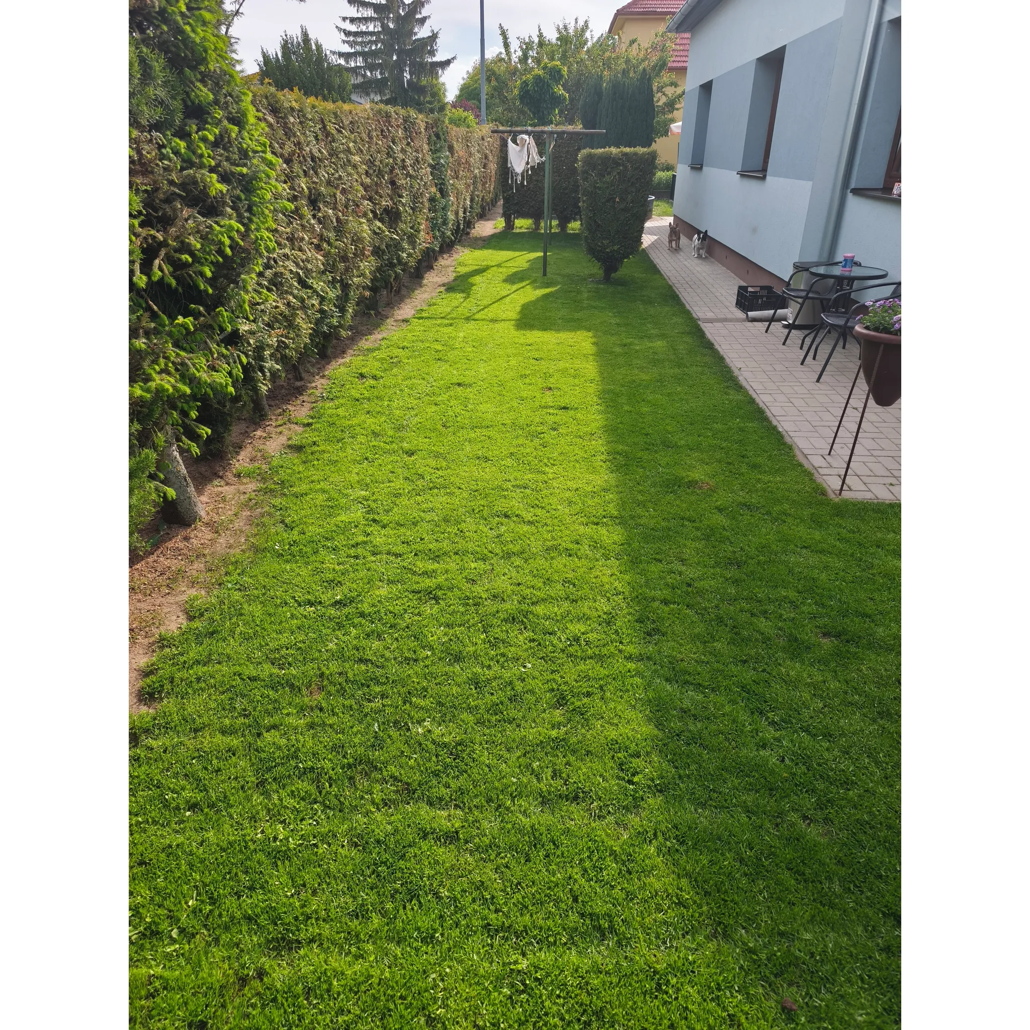 Fotografie 4 - Travní směs Barenbrug RPR 10013B 15 kg