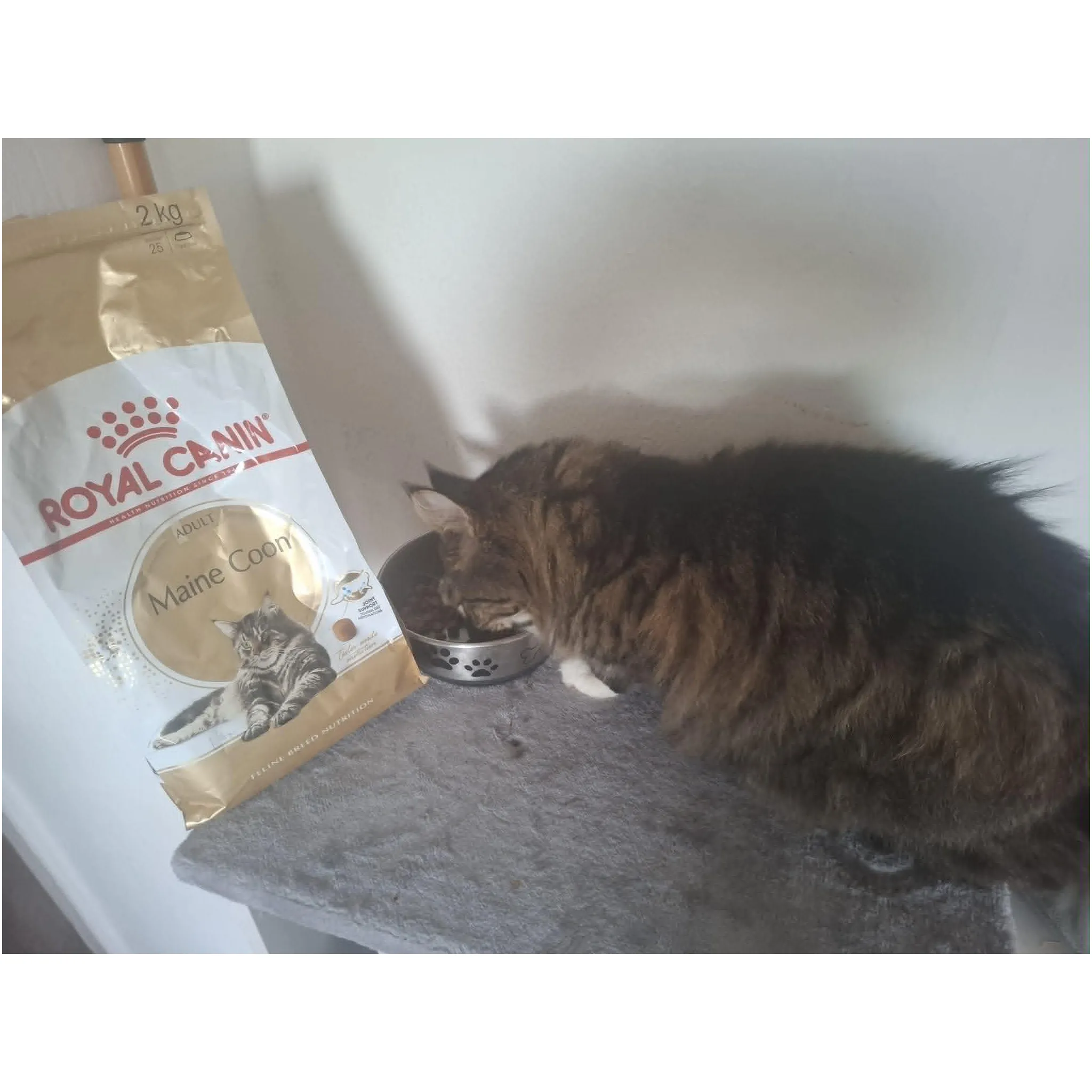 Fotografie 17 - Krmivo pro kočku Royal Canin Maine Coon Adult granule 400 g