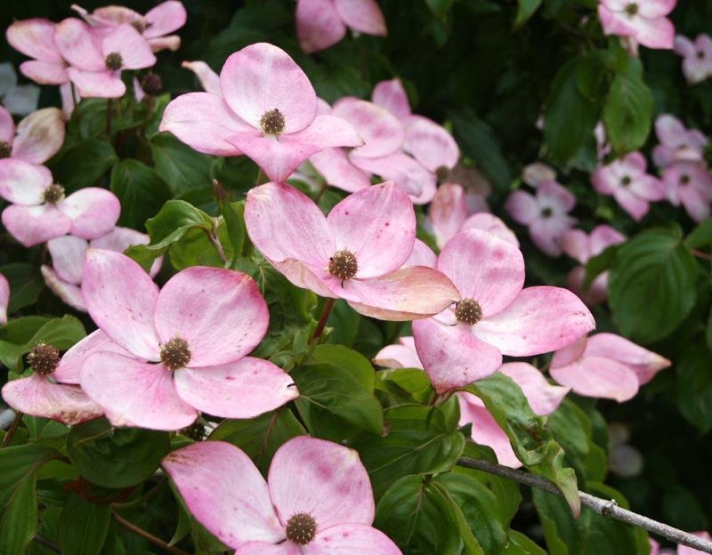Cornus kousa Satomi Velikost kontejneru: 7,5 L, Velikost sazenice: 60/80 cm dřín japonský