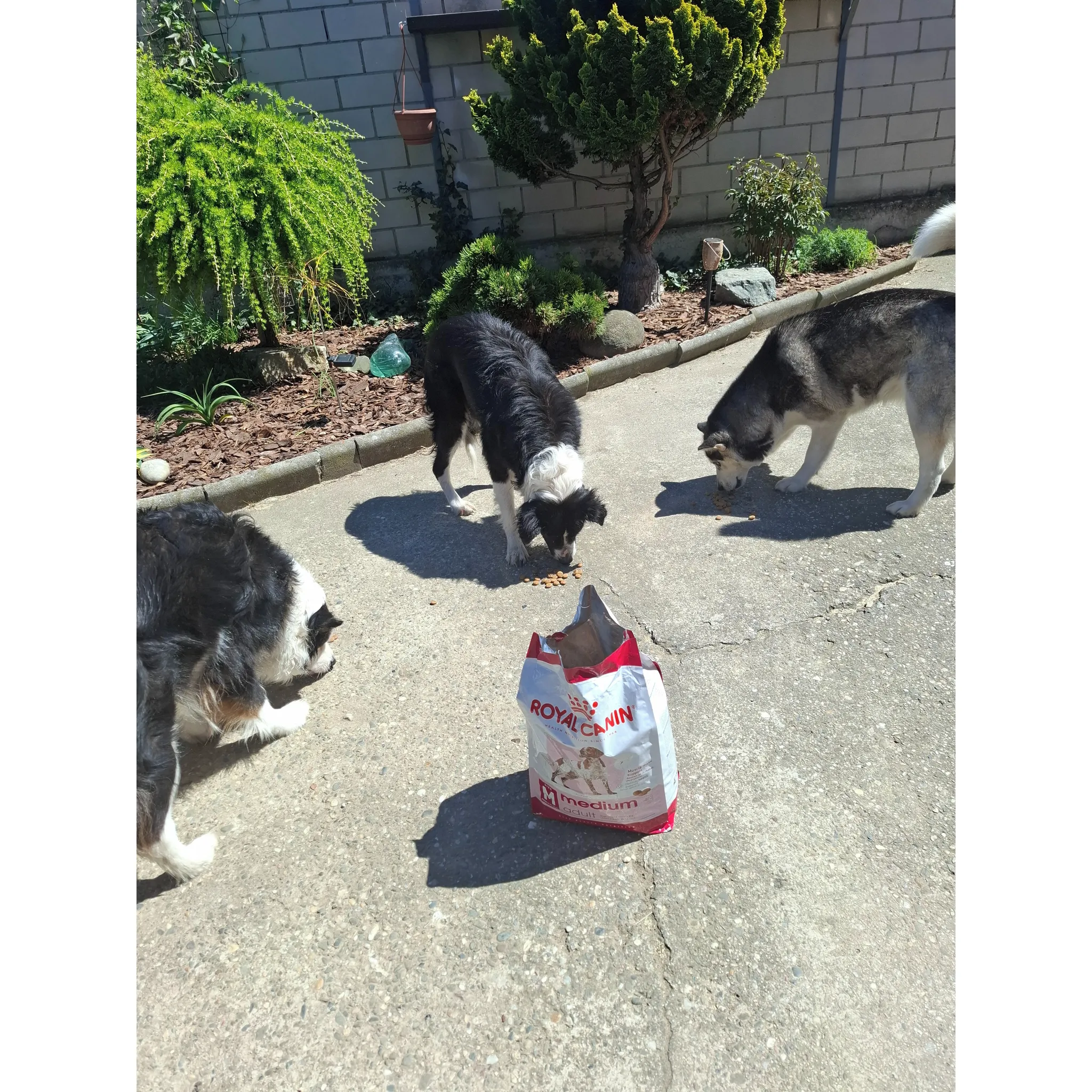 Fotografie 20 - Krmivo pro psa Royal Canin Adult Medium Poultry 15 kg