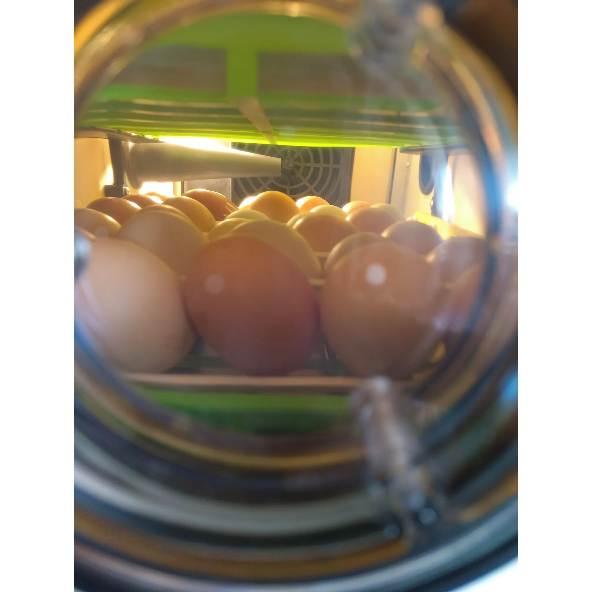 Fotografie 4 - Umělá líheň Cimuka CT60SH