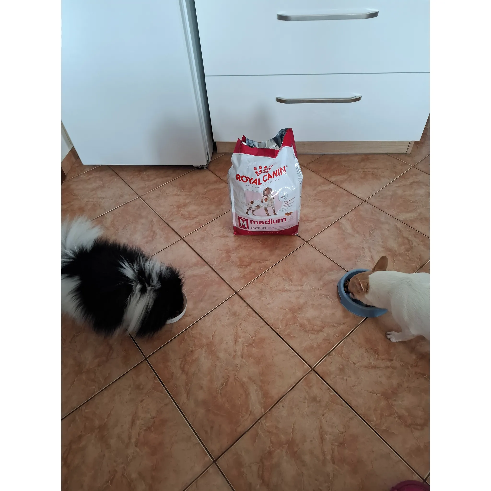 Fotografie 18 - Krmivo pro psa Royal Canin Adult Medium Poultry 15 kg