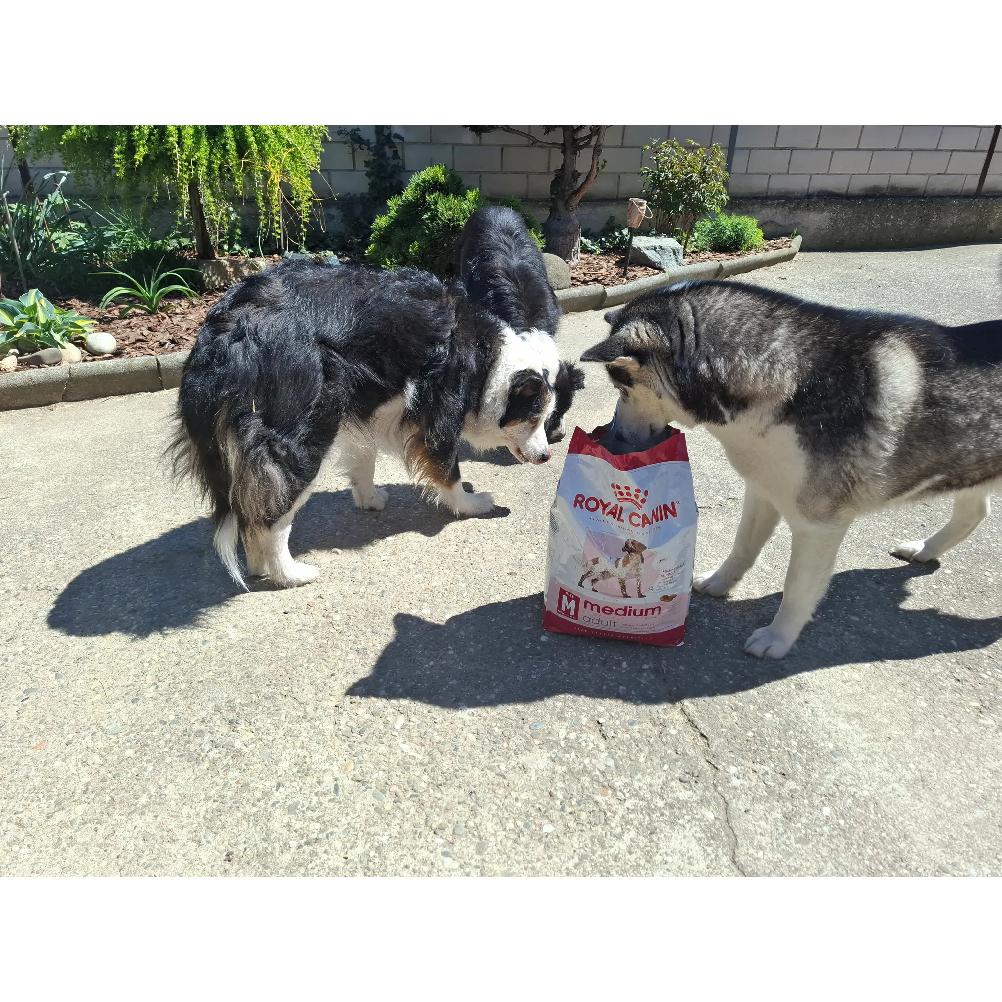 Fotografie 17 - Krmivo pro psa Royal Canin Adult Medium Poultry 15 kg