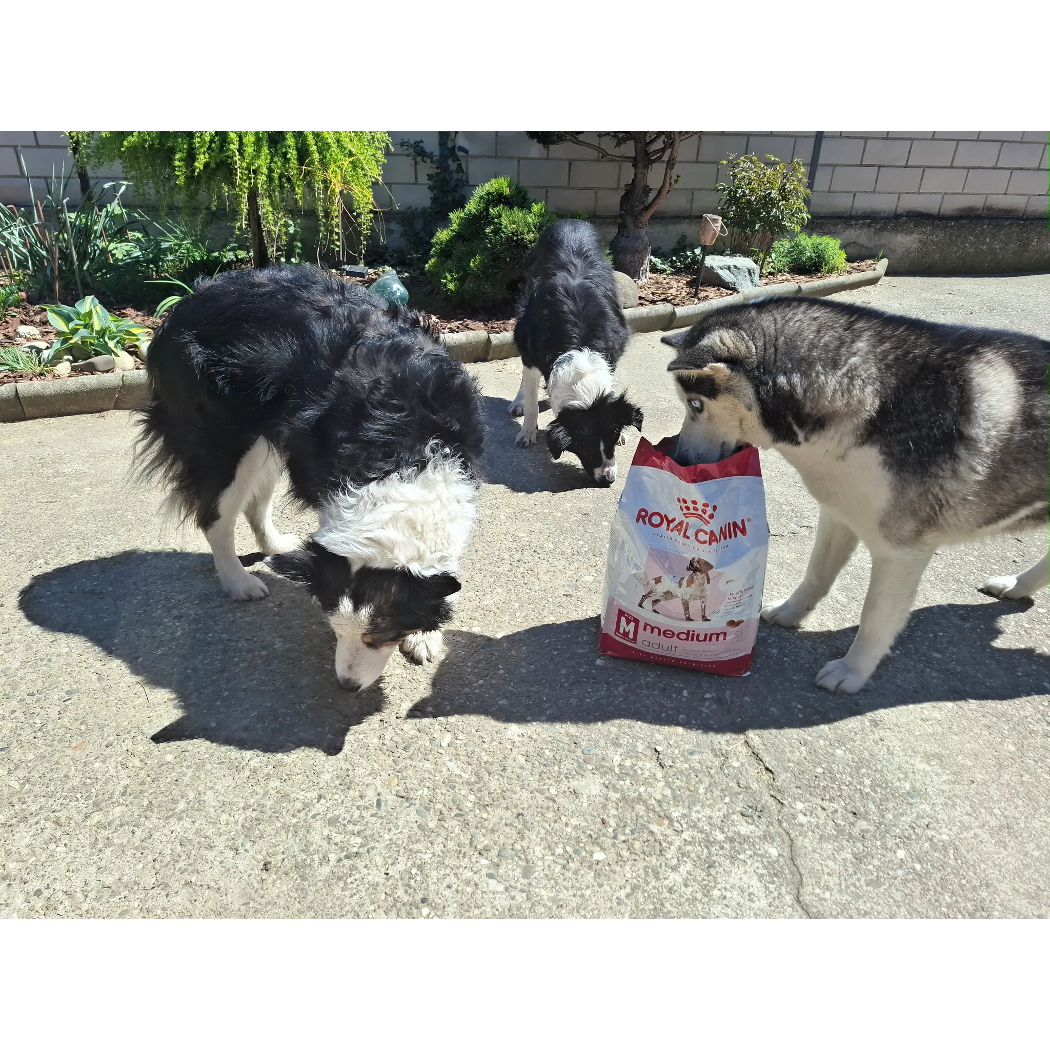 Fotografie 16 - Krmivo pro psa Royal Canin Adult Medium Poultry 15 kg