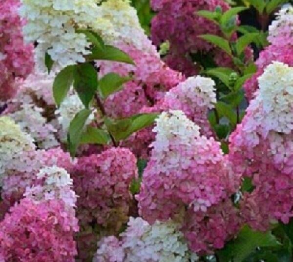 Hortenzie latnatá 'Sundae Fraise' ('Rensun') - Hydrangea paniculata 'Sundae Fraise' ('Rensun') Květník o průměru 9 cm