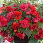 Begonie Red Glory Begonia Odorata hlíza…