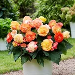 SemenaOnline Bolero Begonia Superba…