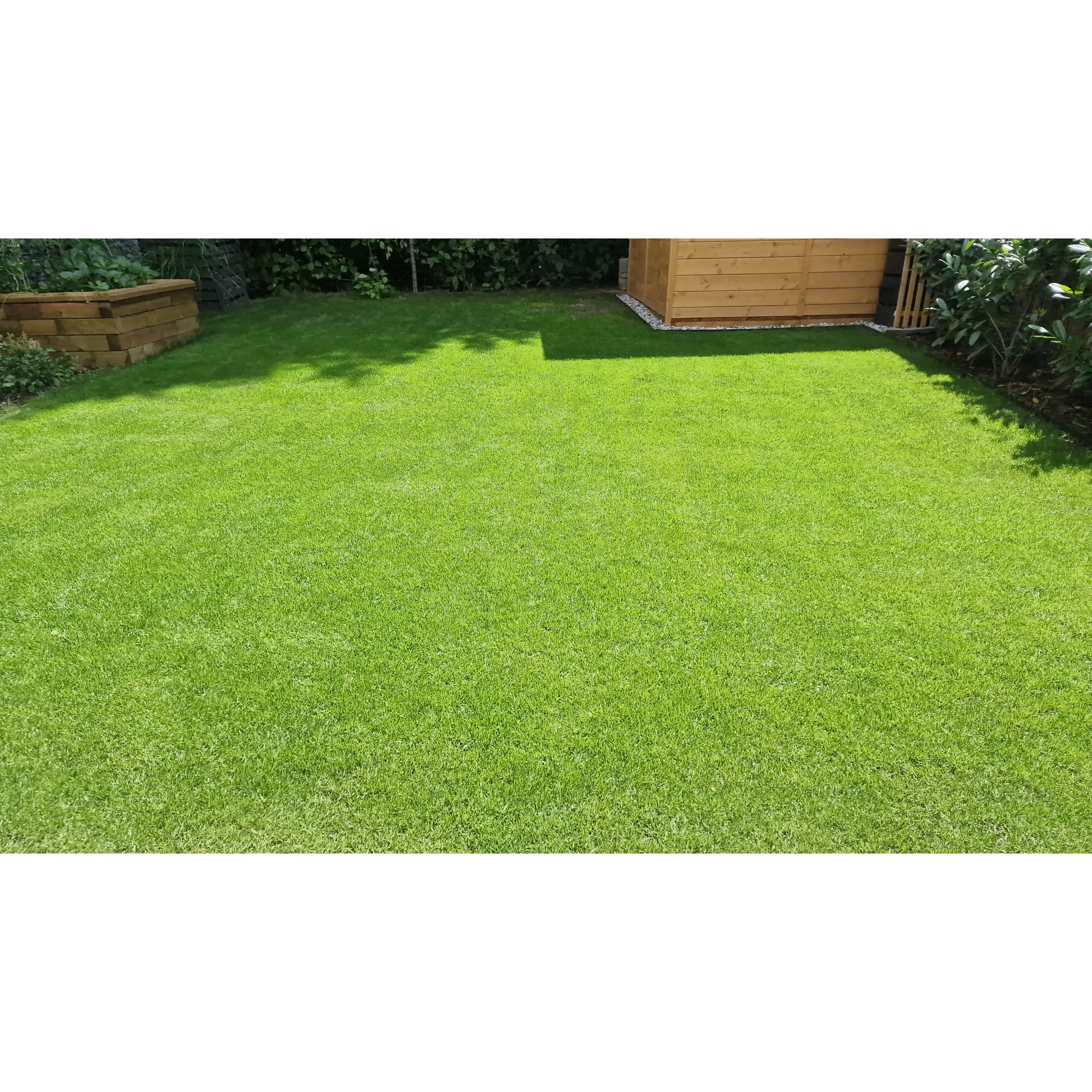 Fotografie 2 - Travní směs Barenbrug Resilient Blue Lawn 5 kg