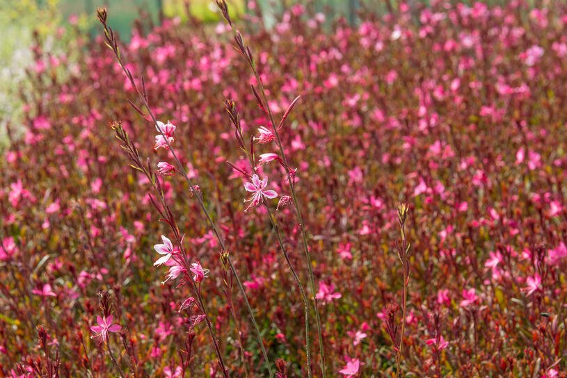 Svíčkovec 'Gambit Rose' - Gaura lindheimeri 'Gambit Rose' Květník o průměru 9 cm