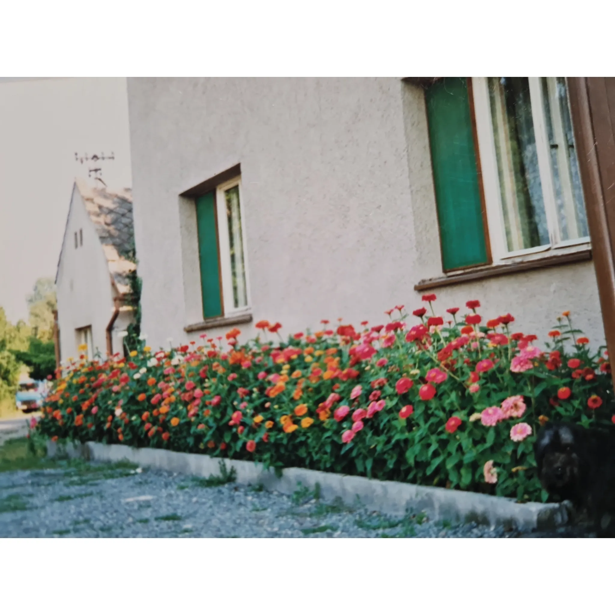 Fotografie 2 - Semeno MoravoSeed Ostálka jiřinkokvětá směs 6 g