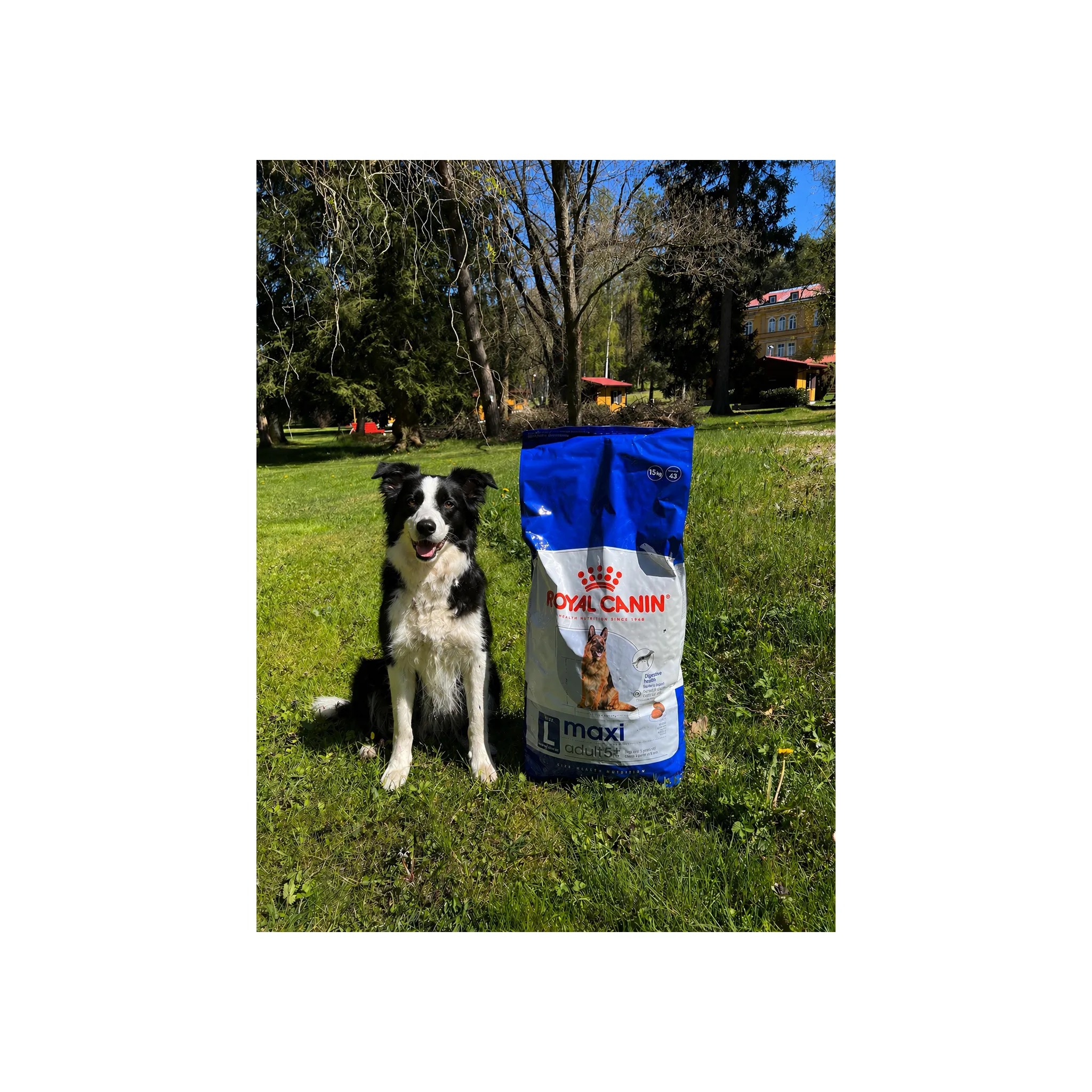 Fotografie 8 - Krmivo pro psa Royal Canin Adult 5+ Maxi Poultry 15 kg
