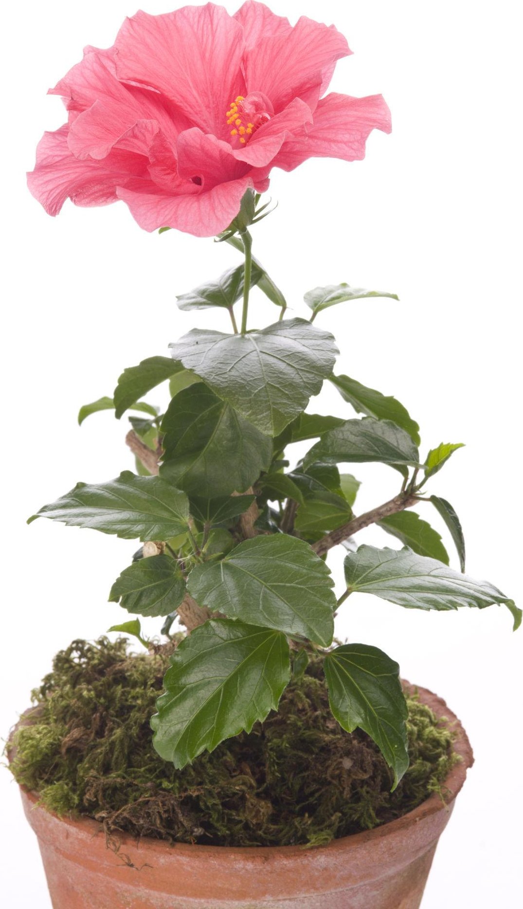 Ibišek pokojový (Hibiscus rosa-sinensis)