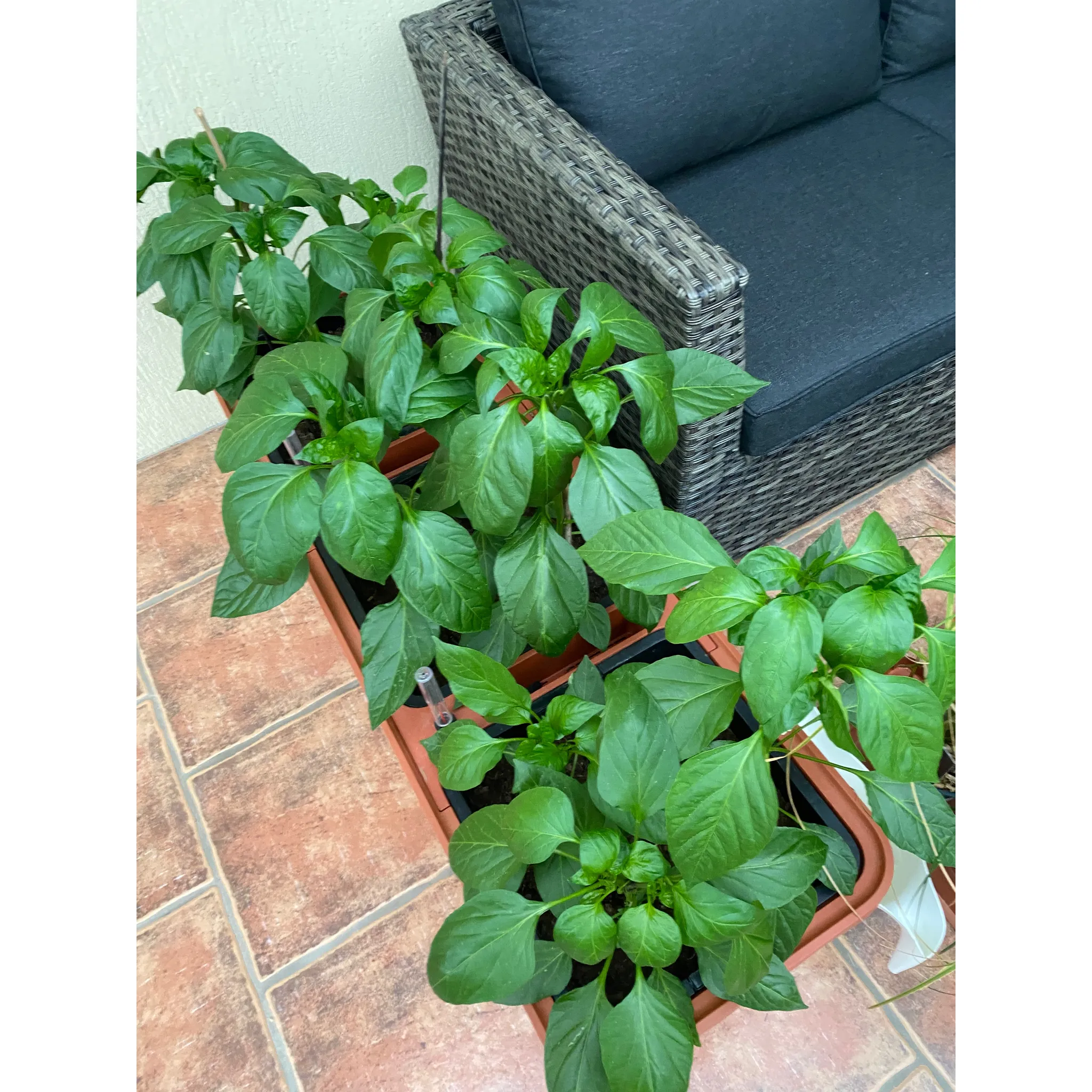 Fotografie 3 - Hnojivo BIOM Sedlákovo hnojivo s ovčí vlnou na jehličnany, túje a cypřiše 2,5 kg