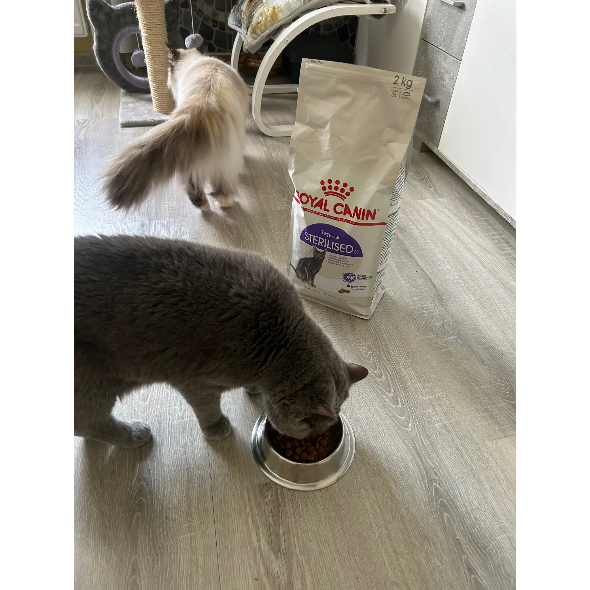Fotografie 15 - Krmivo pro kočku Royal Canin Regular Sterilised 37 2 kg