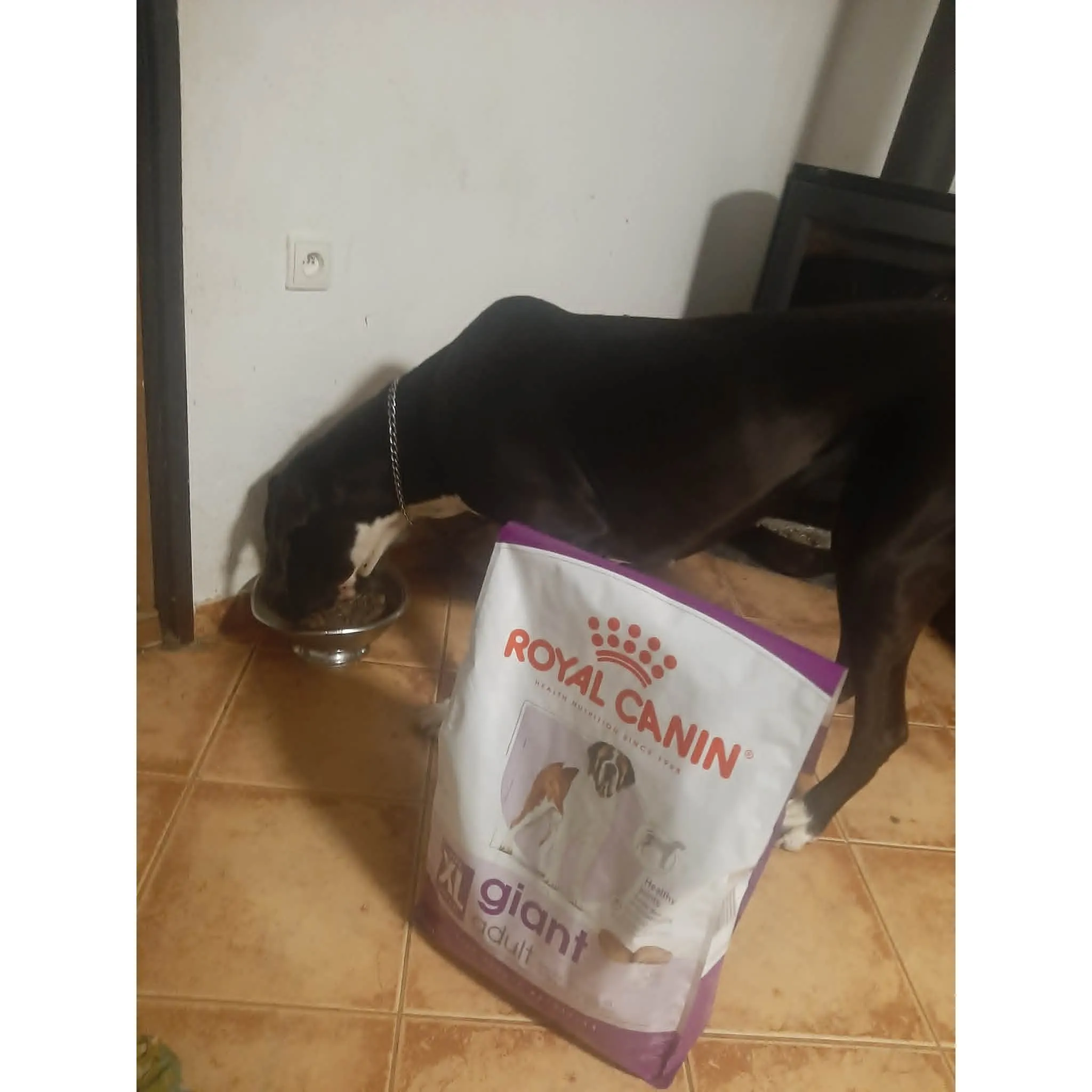 Fotografie 2 - Krmivo pro psa Royal Canin Giant Adult 15 kg