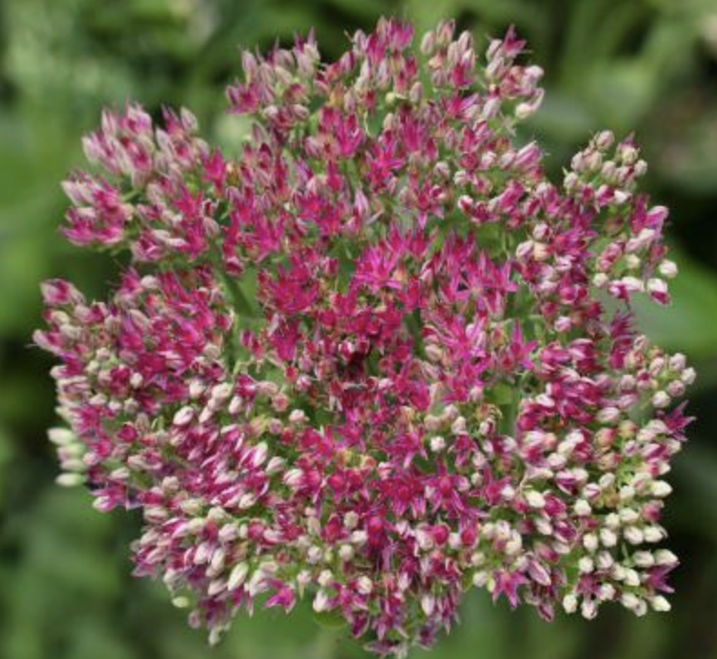 Rozchodník nachový 'Surrender Rose' - Sedum telephium 'Surrender Rose' Květník o průměru 11 cm