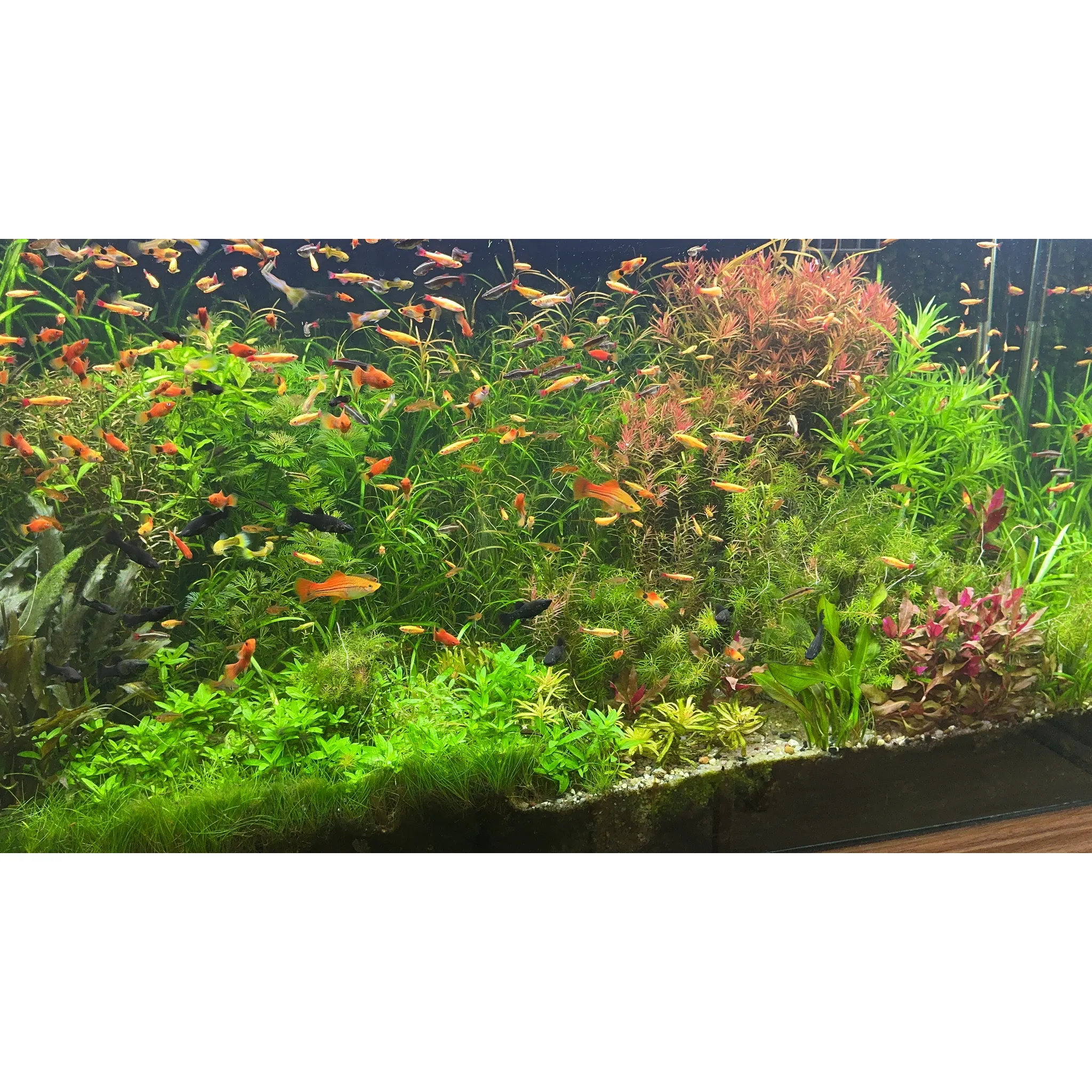 Fotografie 2 - Akvarijní chemie Invital SL Aqua Z-1 Bio Protector 10 g