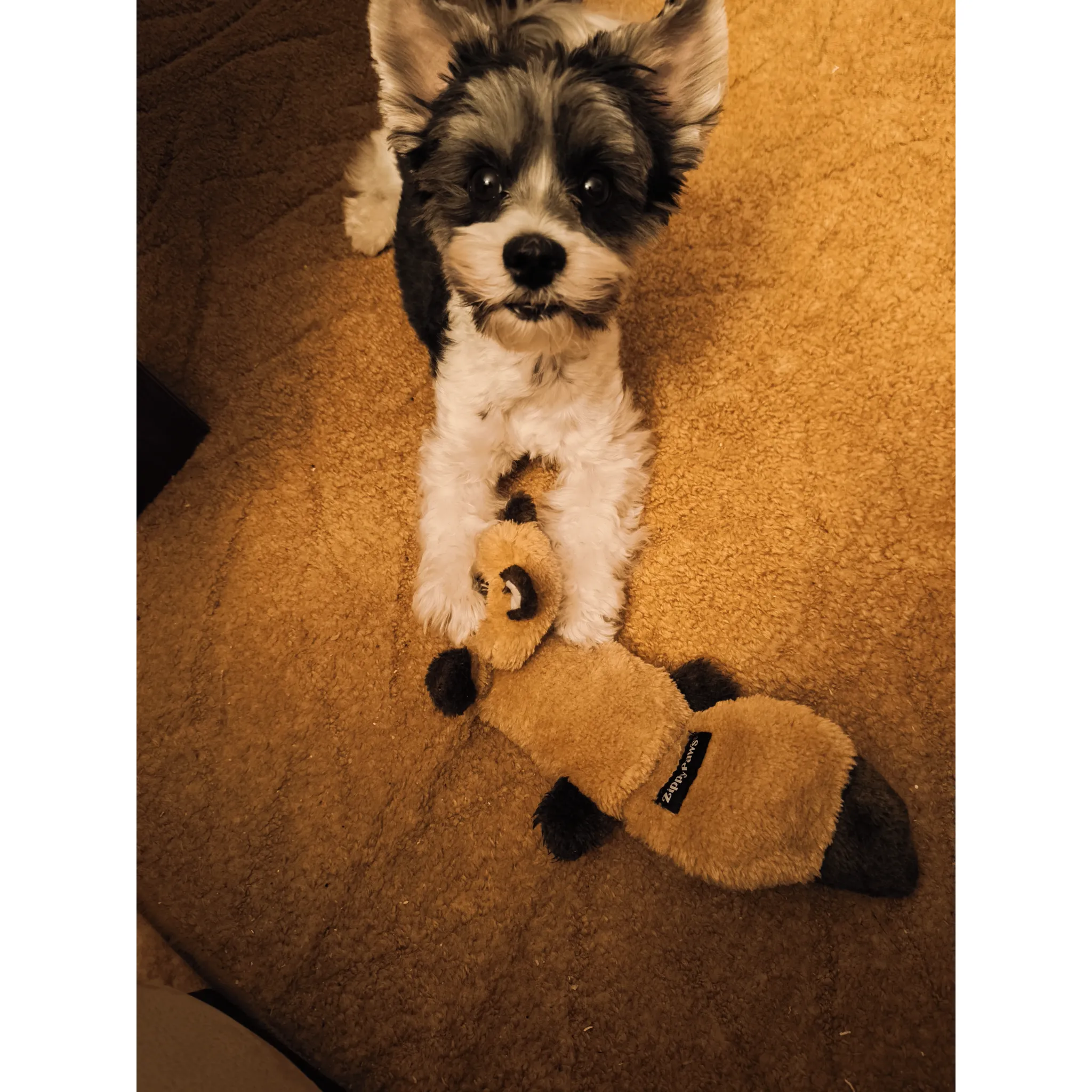 Fotografie 2 - Hračka pro psa ZippyPaws Zingy Mýval 38 cm