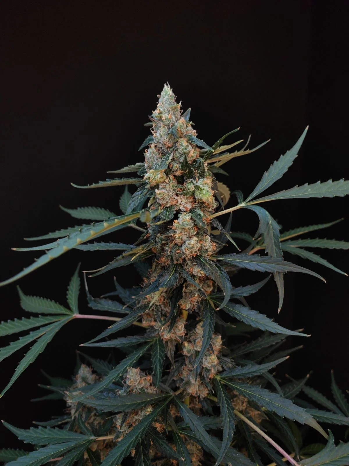 FastBuds Northern Lights Auto Počet ks Feminizované: 1