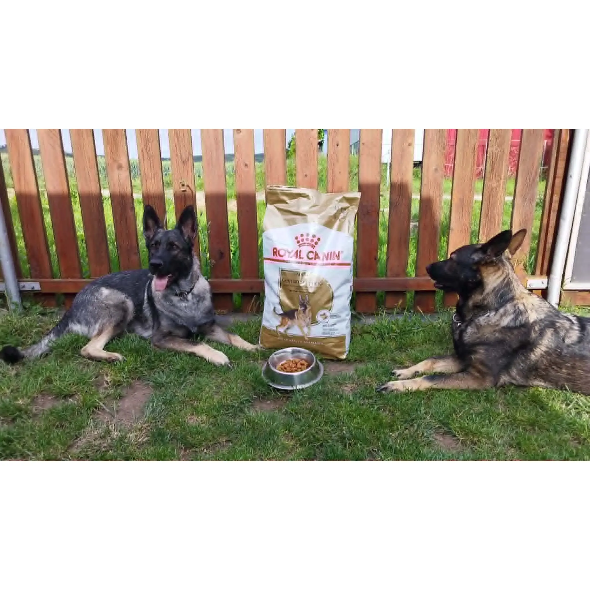 Fotografie 7 - Krmivo pro psa Royal Canin German Shepherd Adult 11 kg