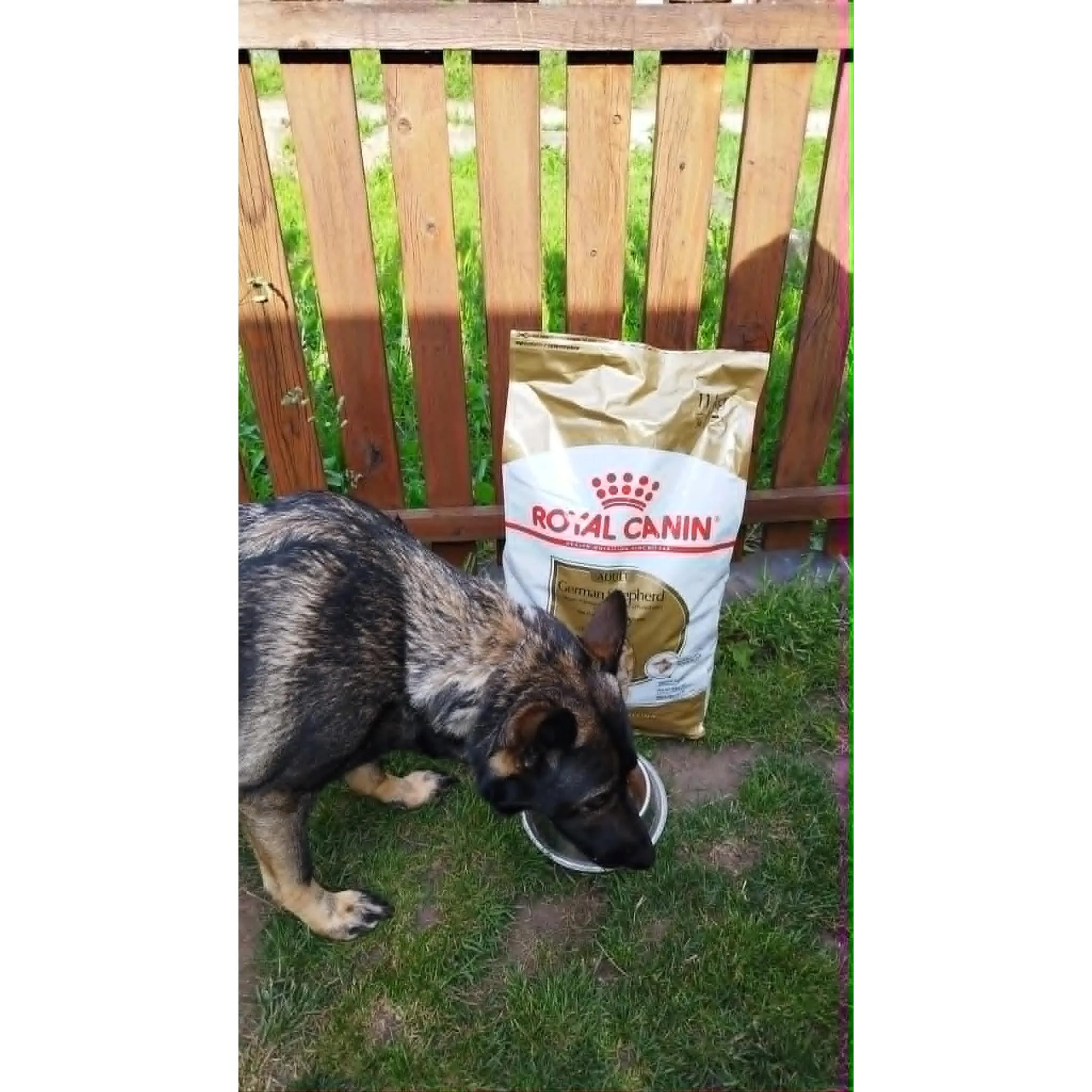 Fotografie 4 - Krmivo pro psa Royal Canin German Shepherd Adult 11 kg