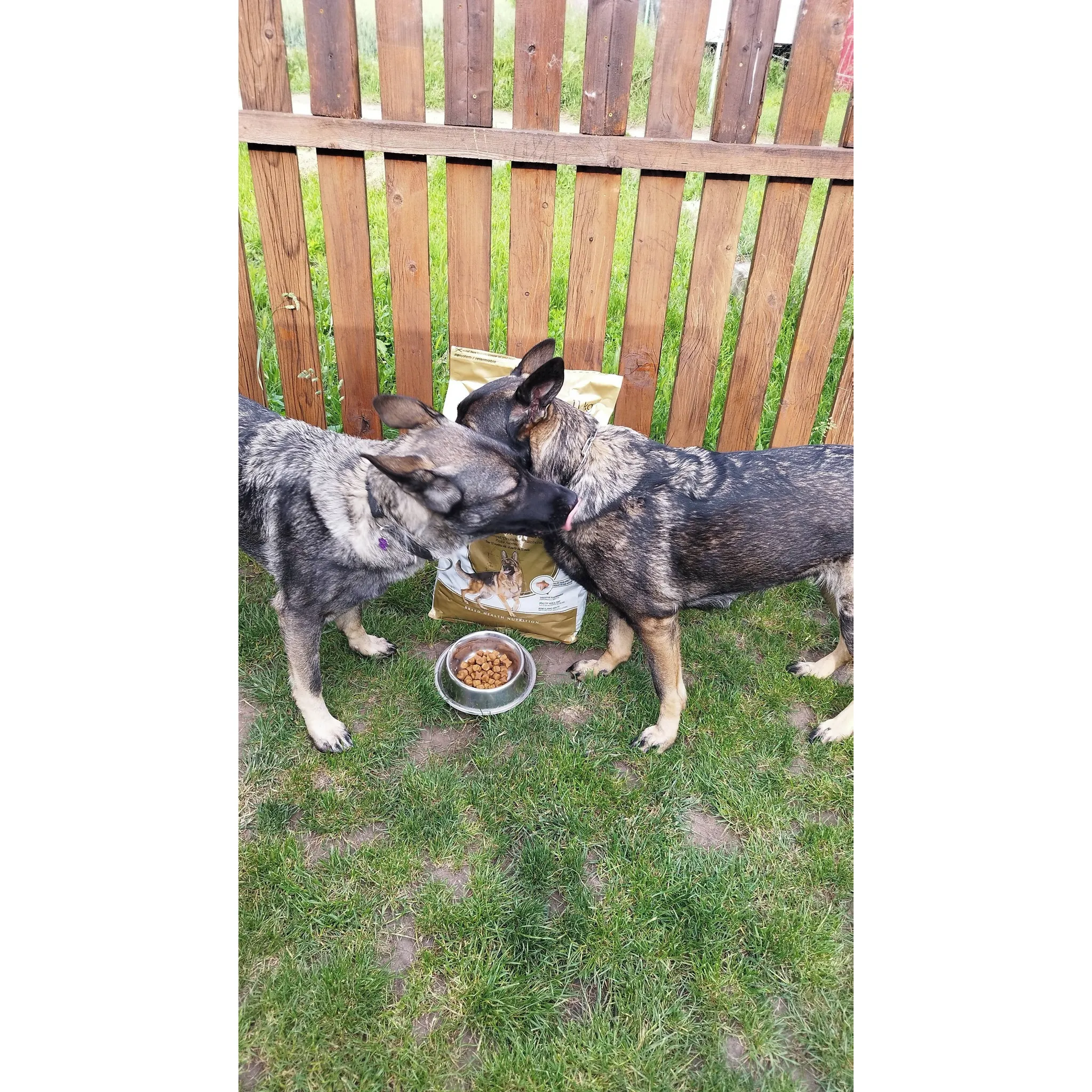 Fotografie 6 - Krmivo pro psa Royal Canin German Shepherd Adult 11 kg
