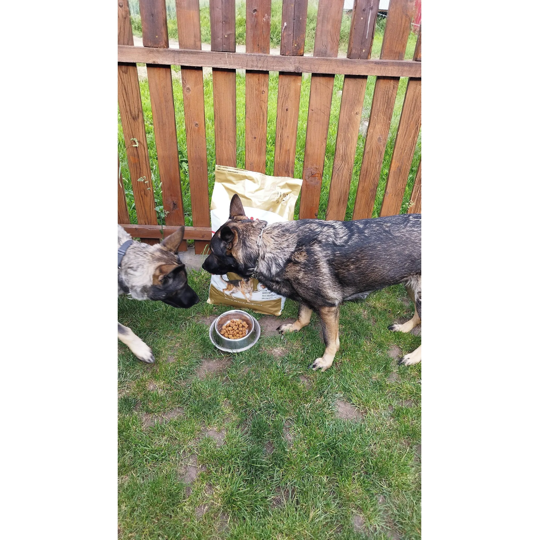 Fotografie 5 - Krmivo pro psa Royal Canin German Shepherd Adult 11 kg