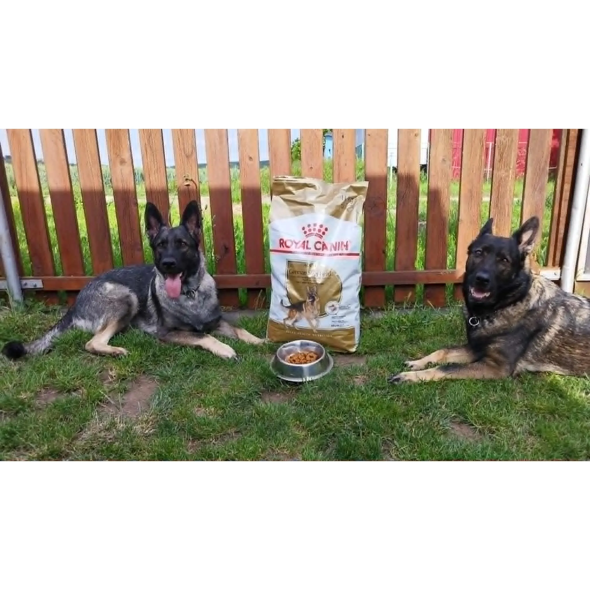 Fotografie 3 - Krmivo pro psa Royal Canin German Shepherd Adult 11 kg