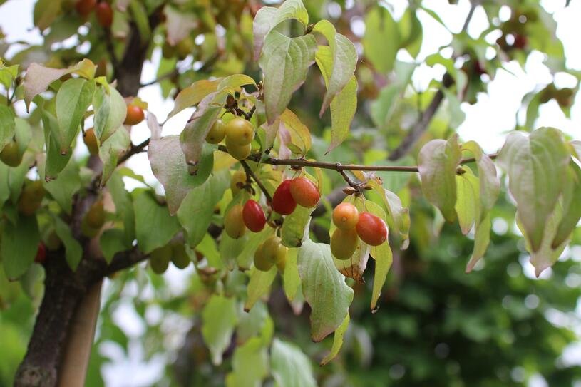 Dřín obecný - Cornus mas Kontejner o objemu 2 litry velikost 40-60 cm